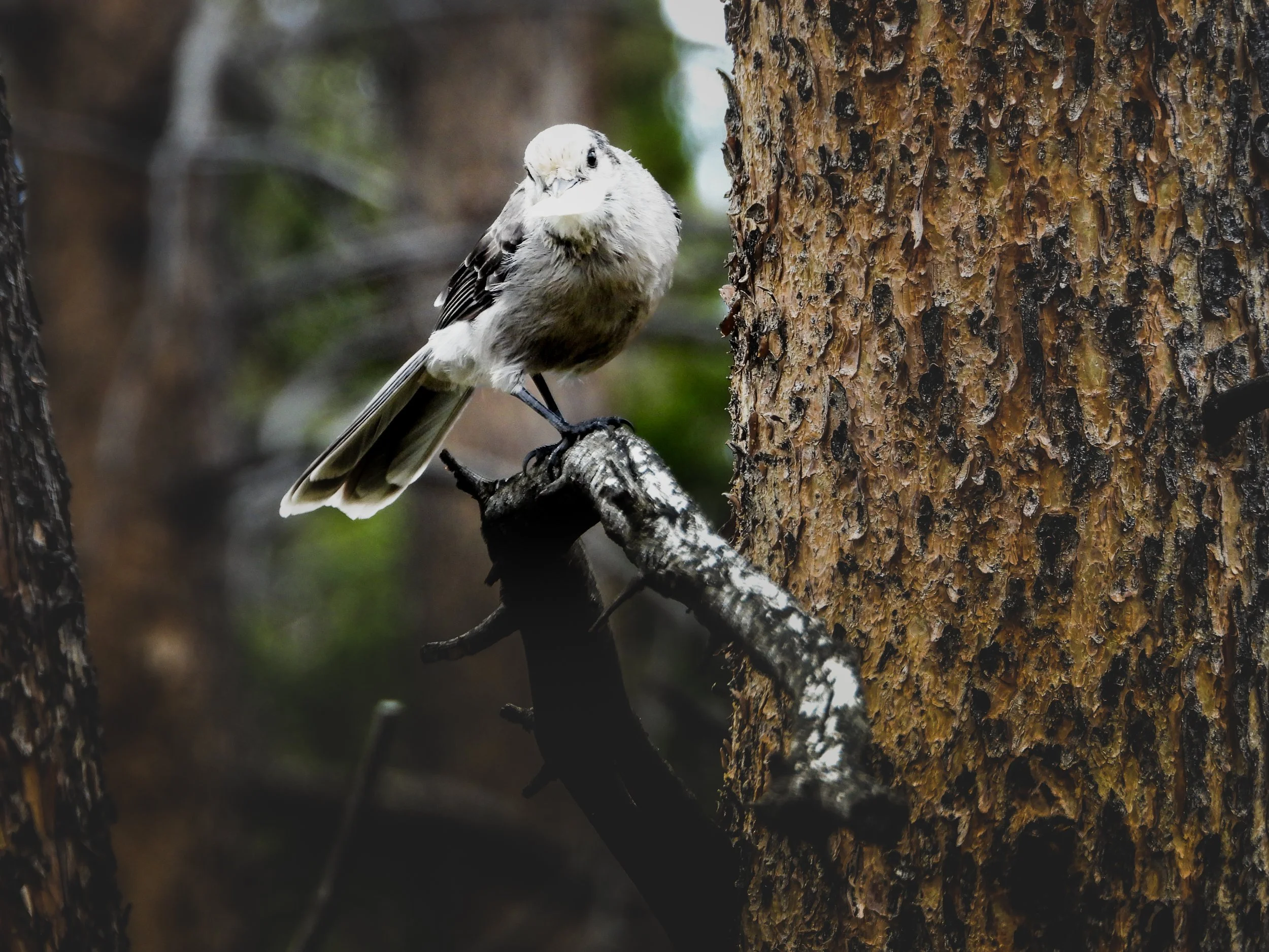 Roosevelt National Forest - Personal Project Lifestyle Shoot