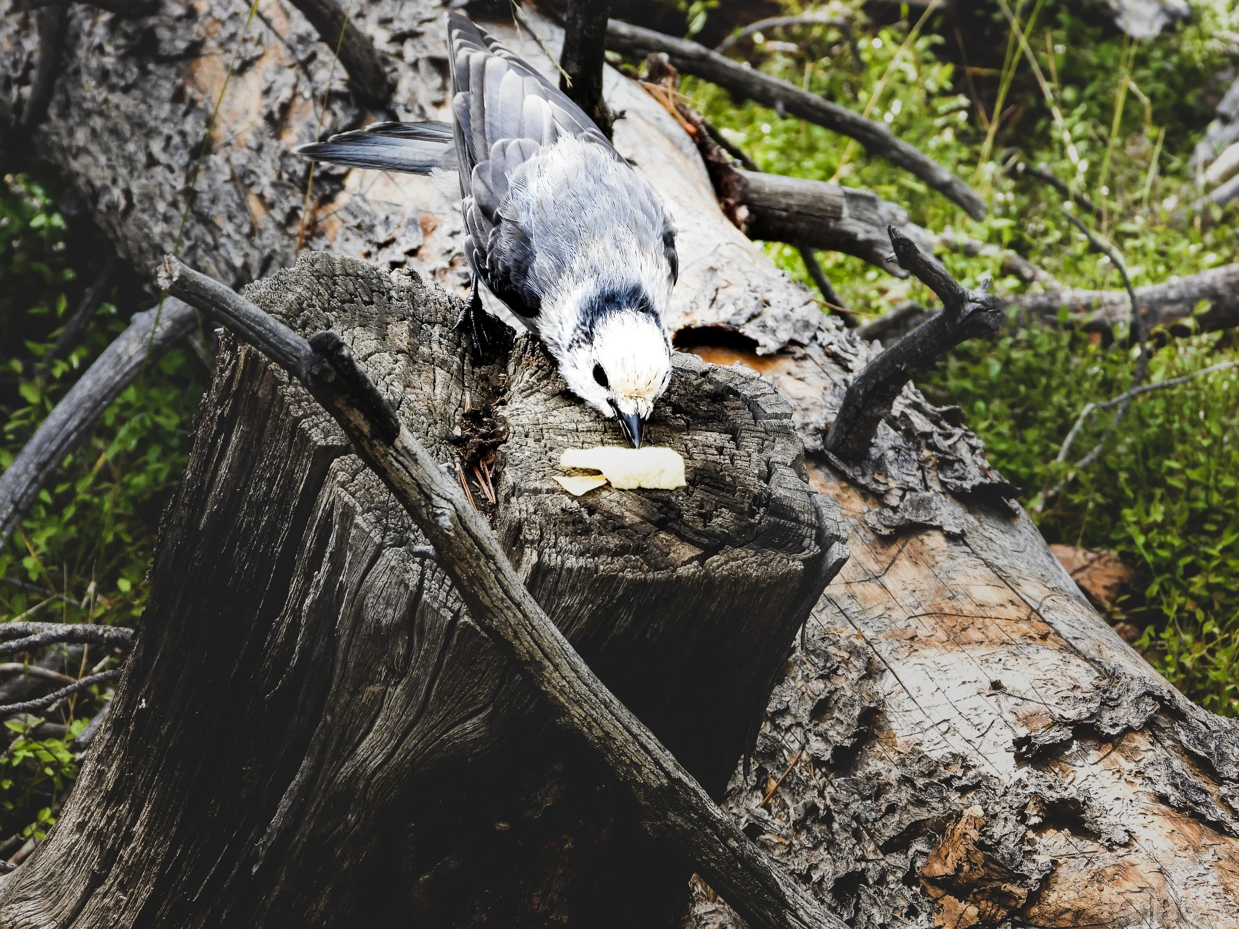 Roosevelt National Forest - Personal Project Lifestyle Shoot