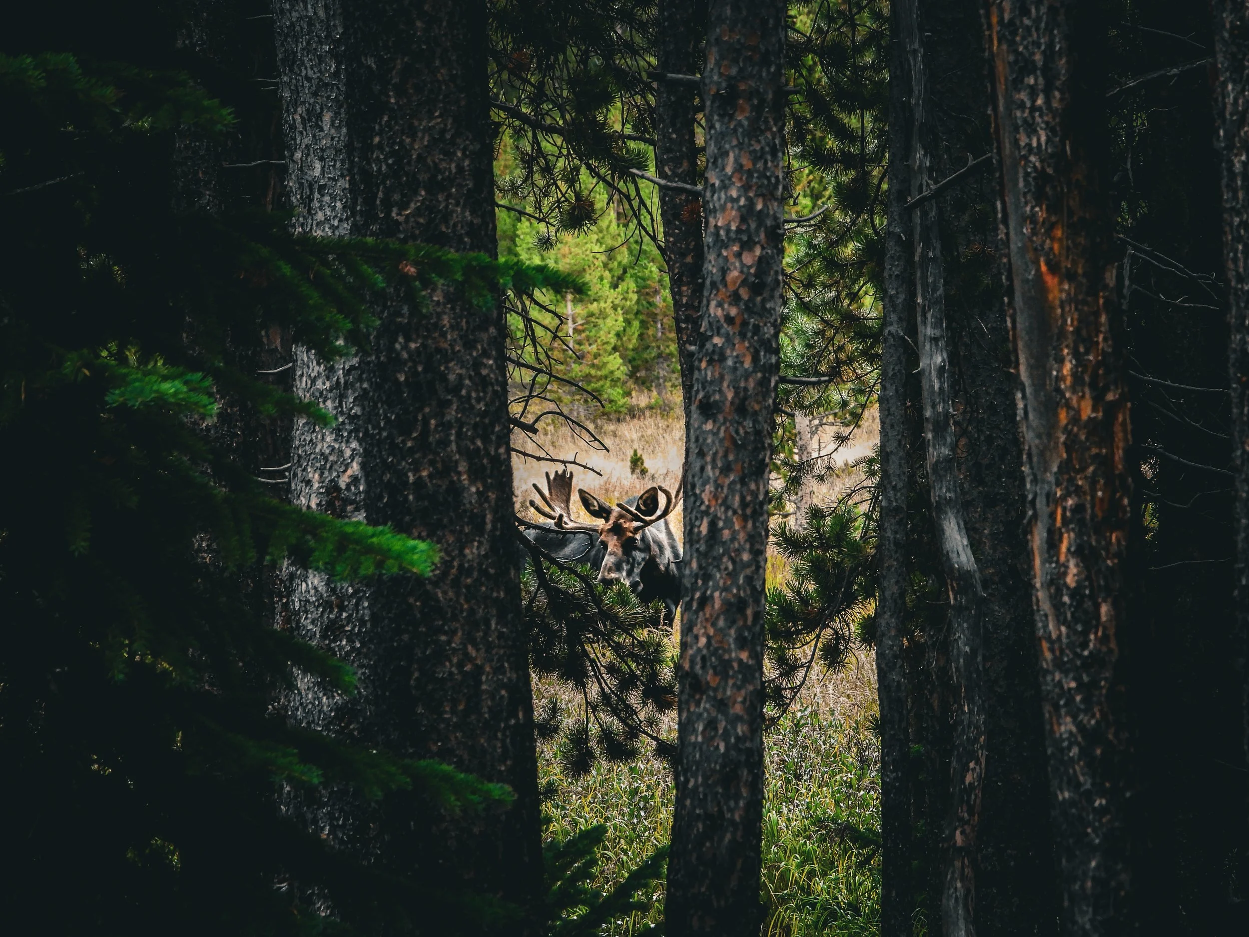 Roosevelt National Forest - Personal Project Lifestyle Shoot