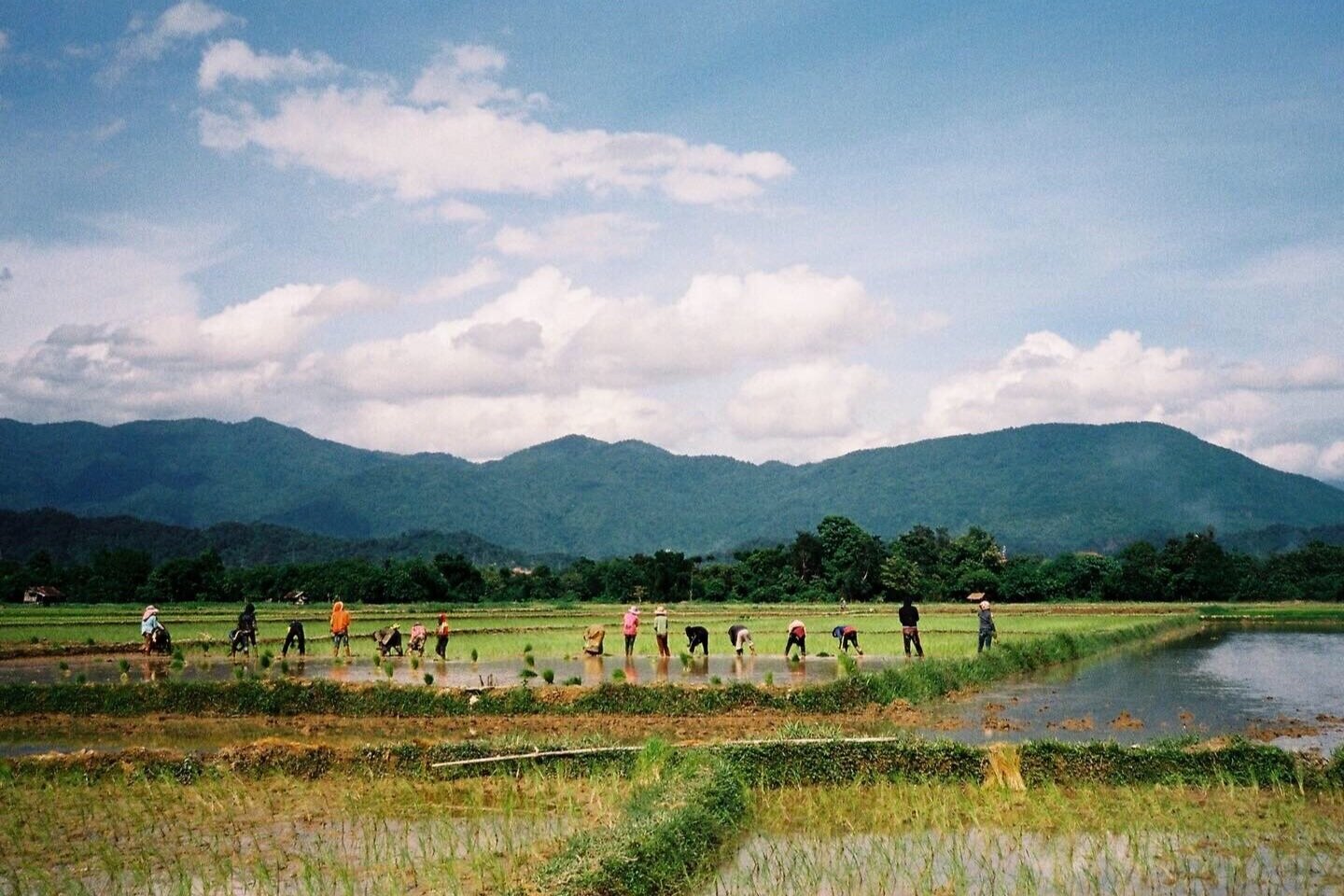 PickingRice+copy.jpg
