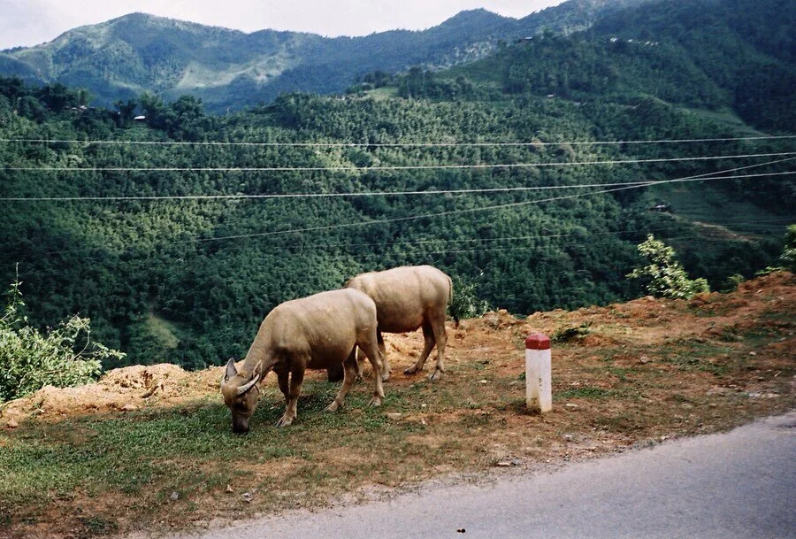 WaterBuffalo copy.jpg