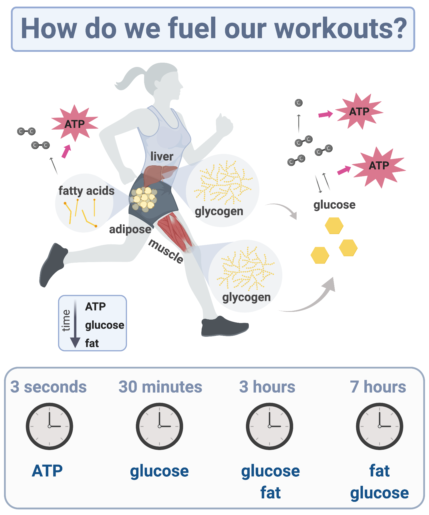 Metabolism + exercise fueling — Cate Ward Nutrition