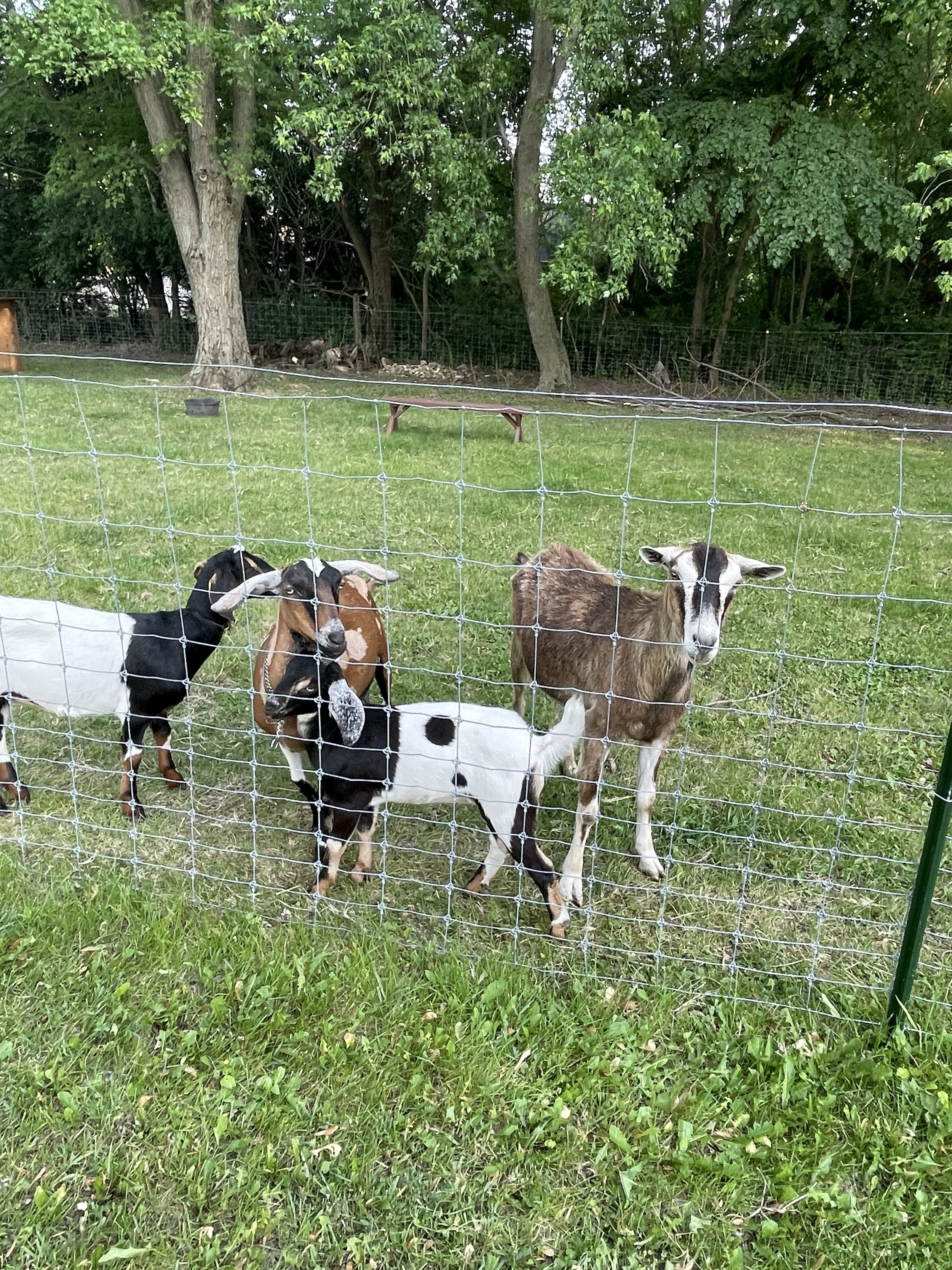 Goats_.jpg