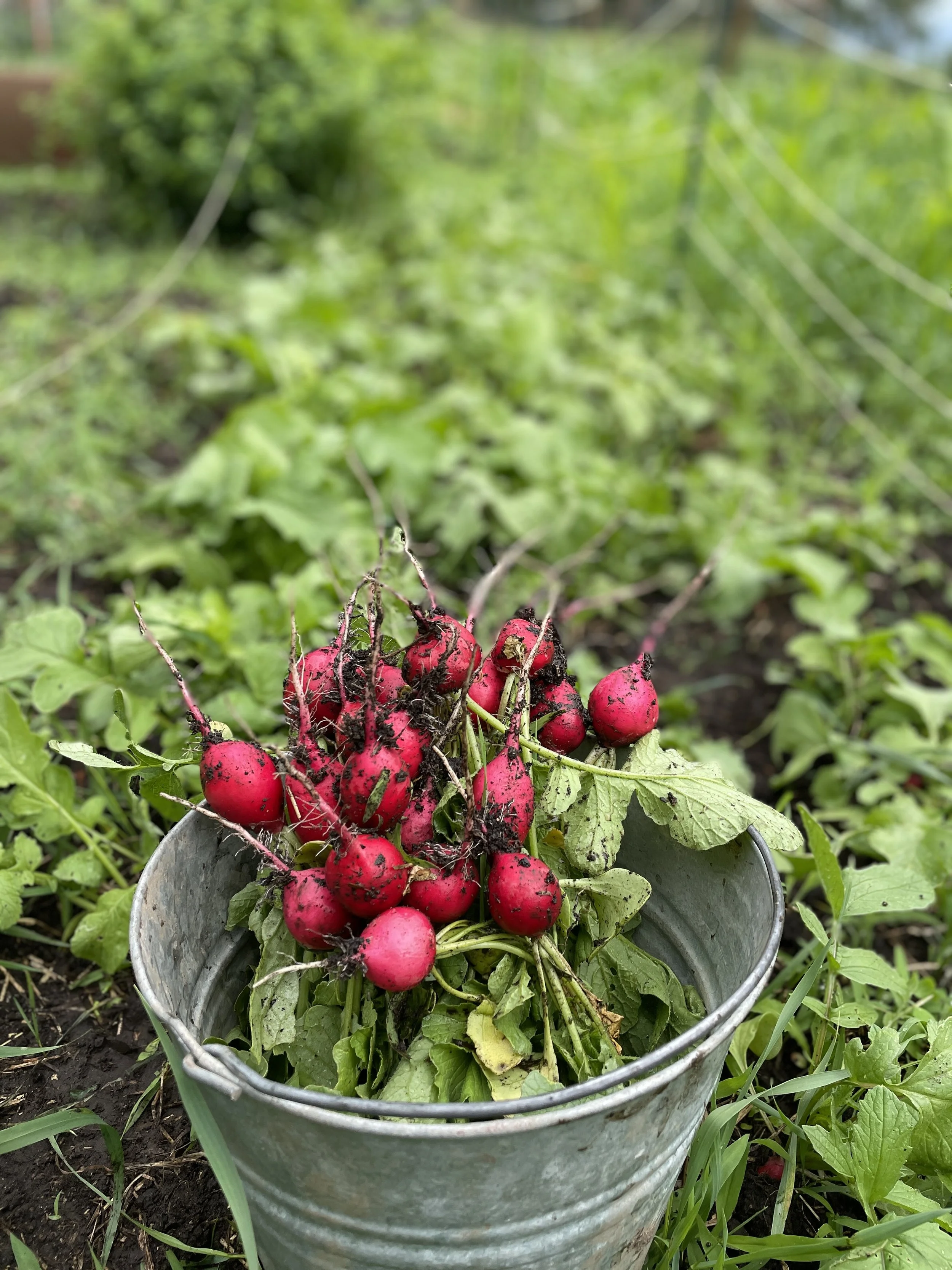radish bucket - Copy.jpg