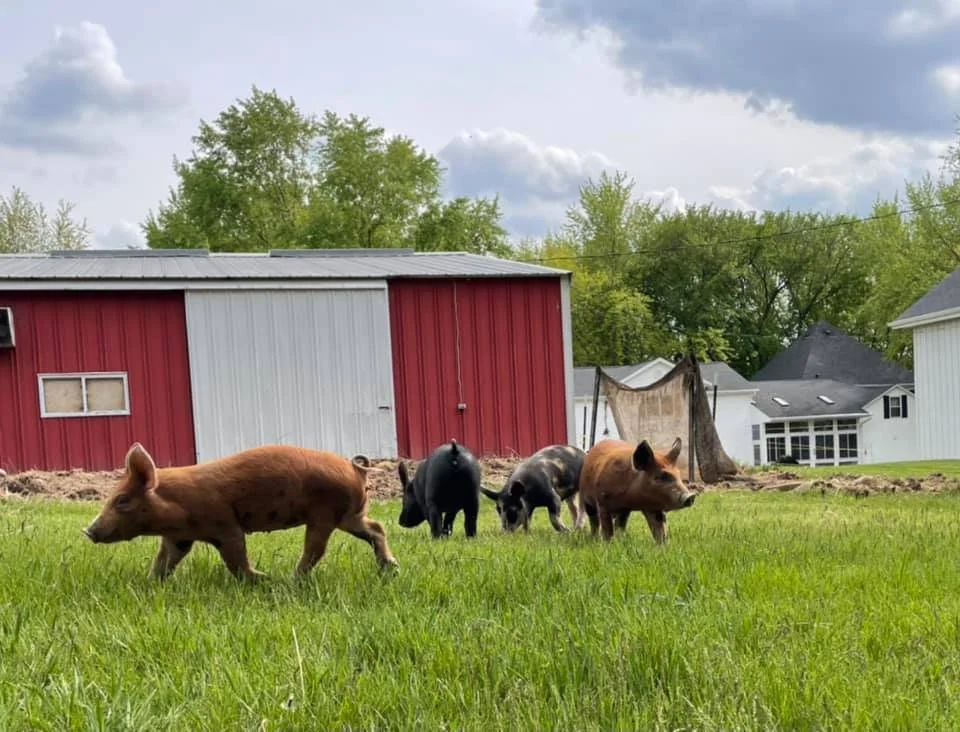pasture pigs.jpg