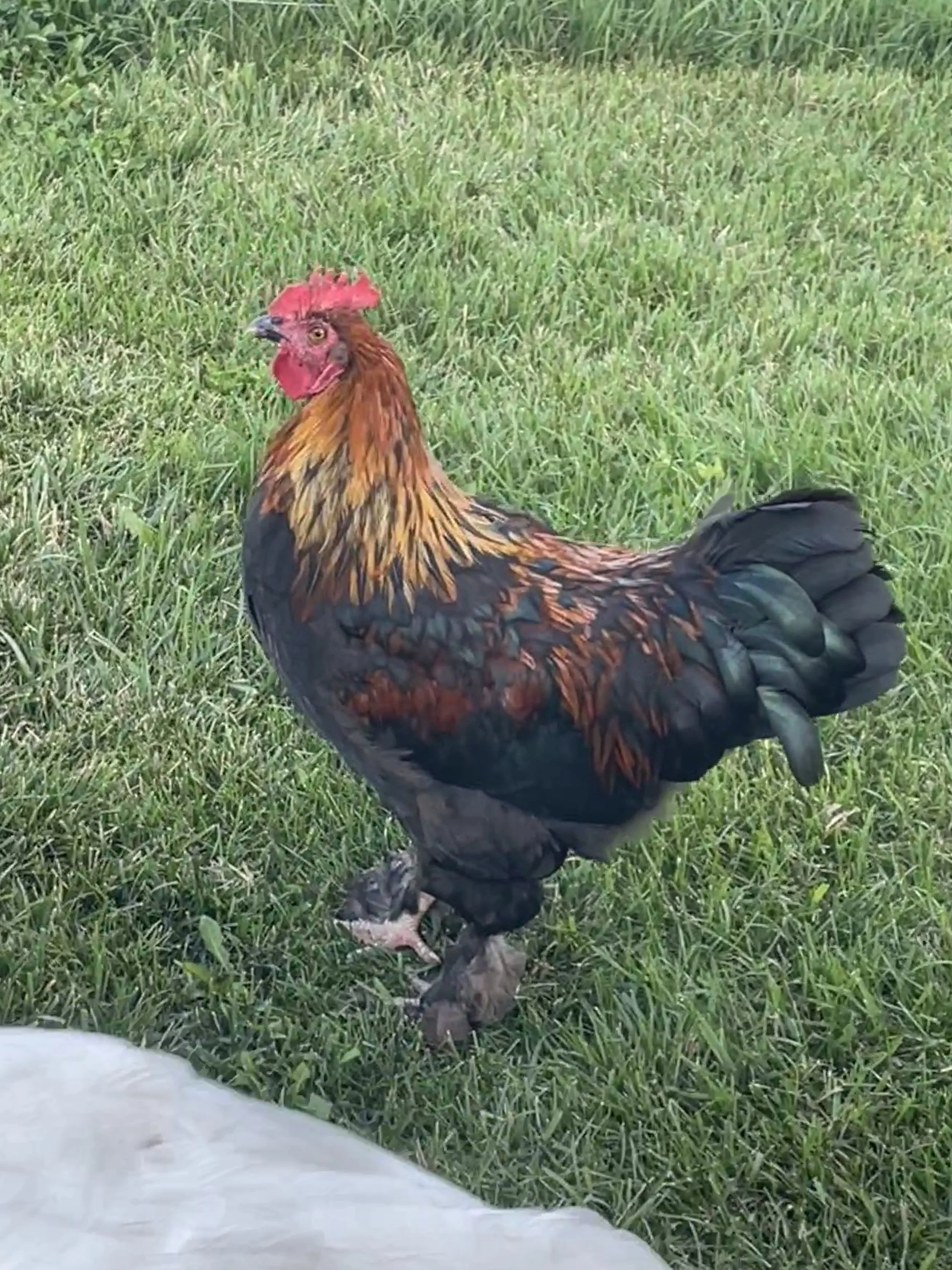 CHicken in grass.jpg