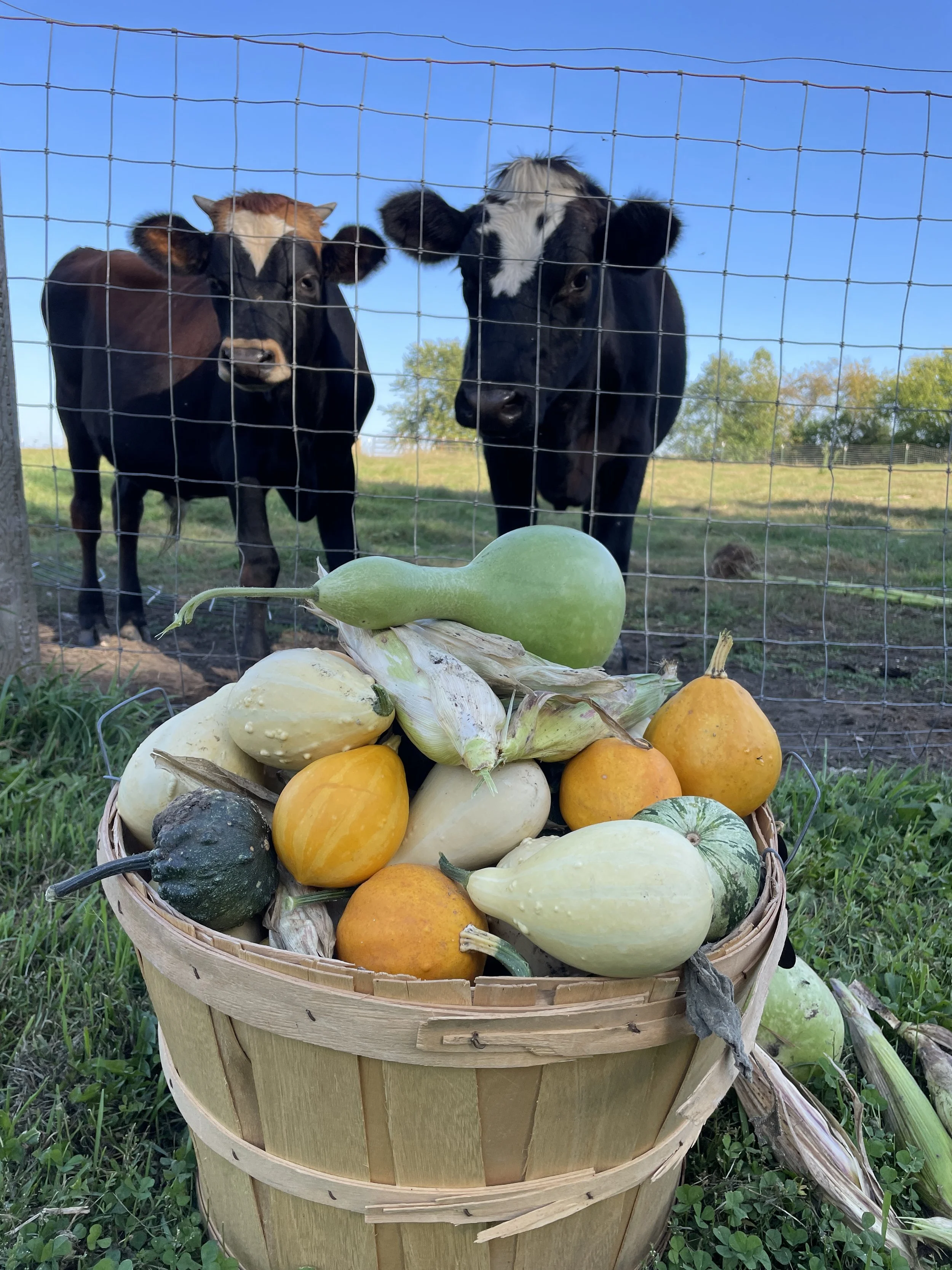 cows and squash.JPG