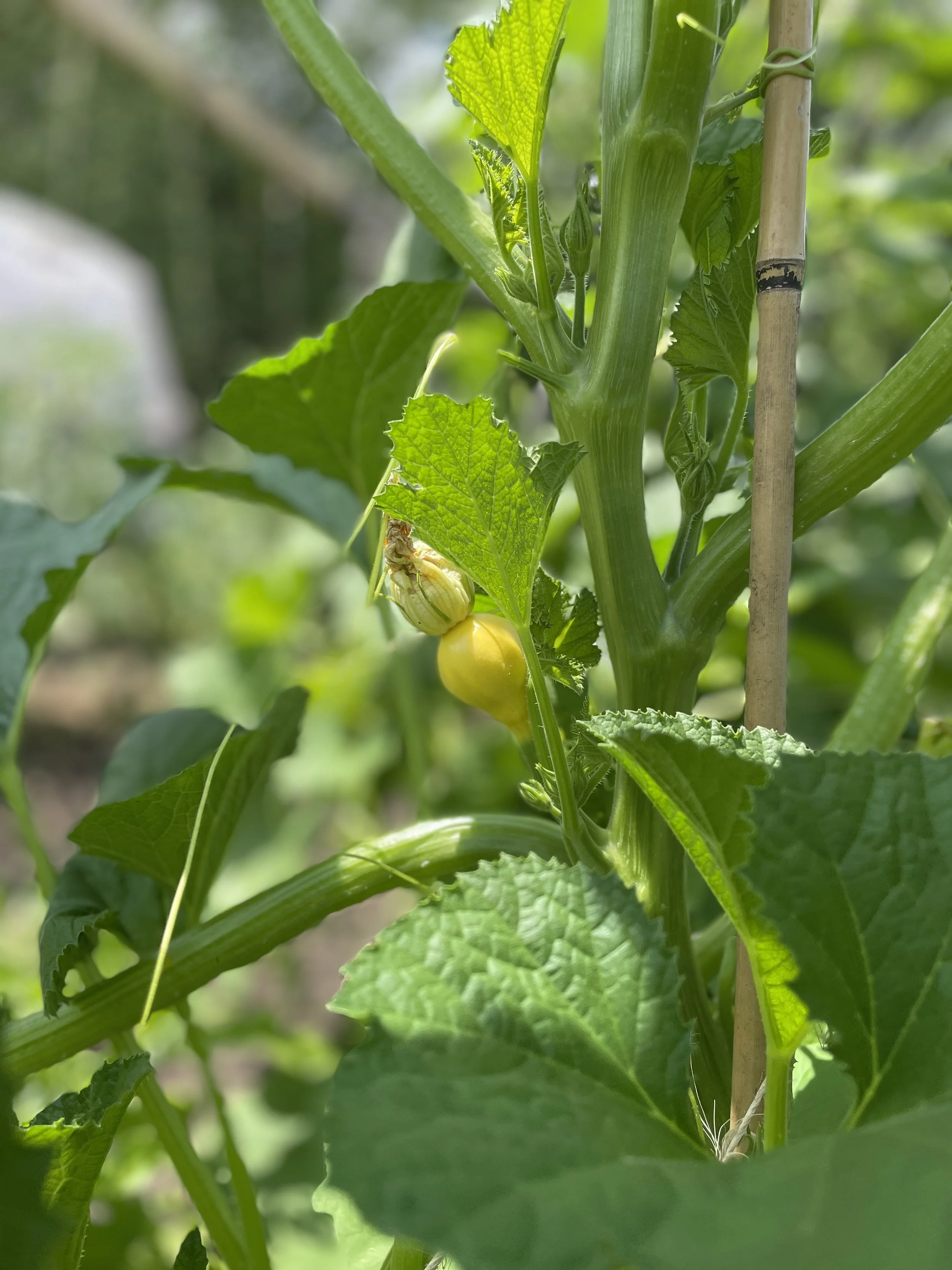 baby squash .jpg