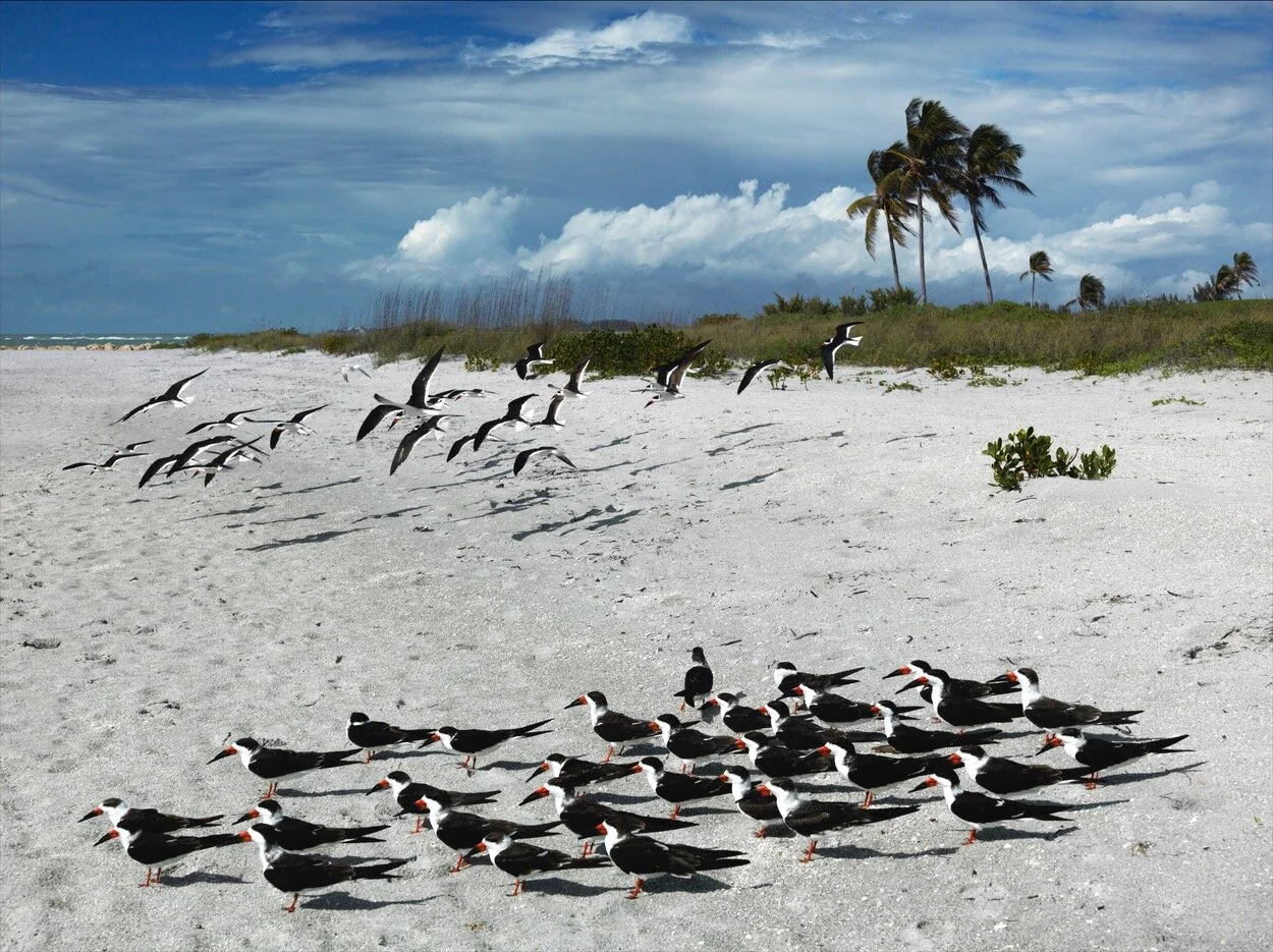CAPTIVA, FLA_0084.jpg