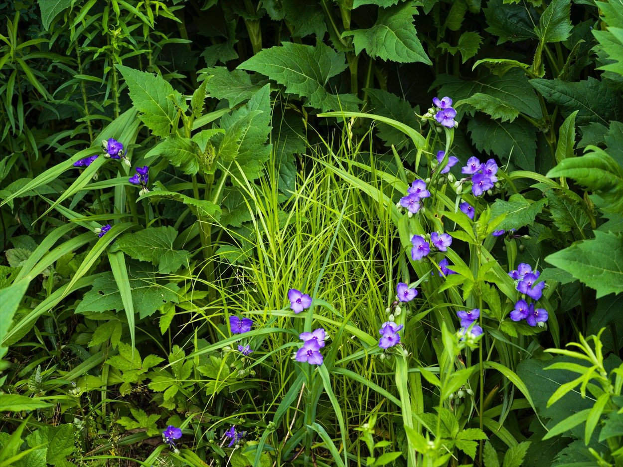Pennypack_0559.jpg