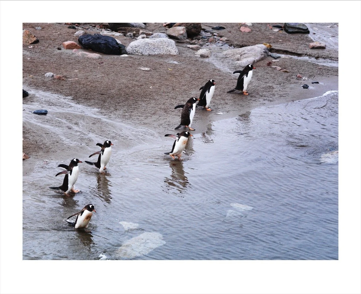 Antarctica 1-13_0174.jpg