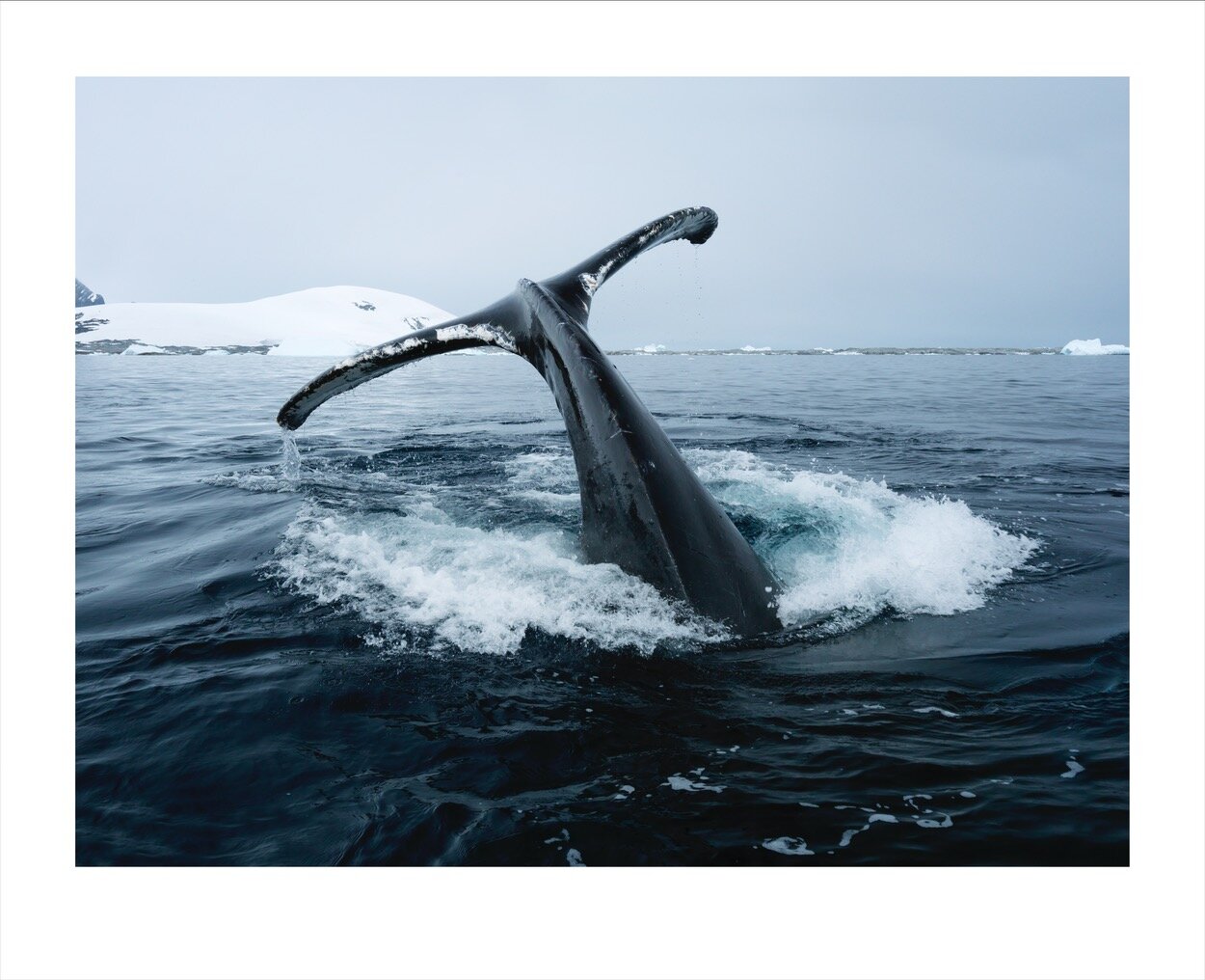 Antarctica 1-13_0577.jpg
