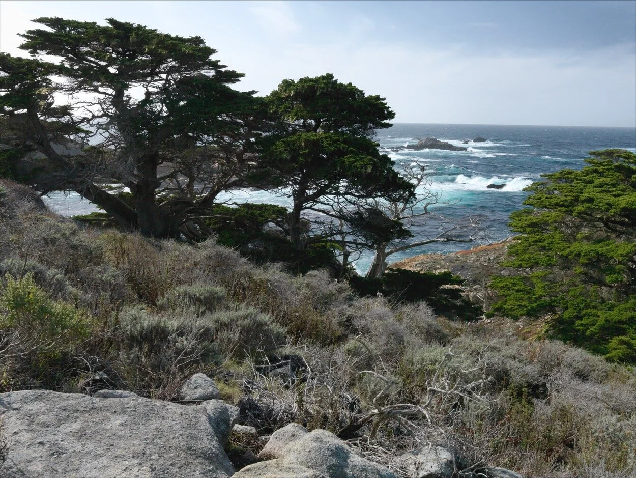 Point Lobos_0021.jpg