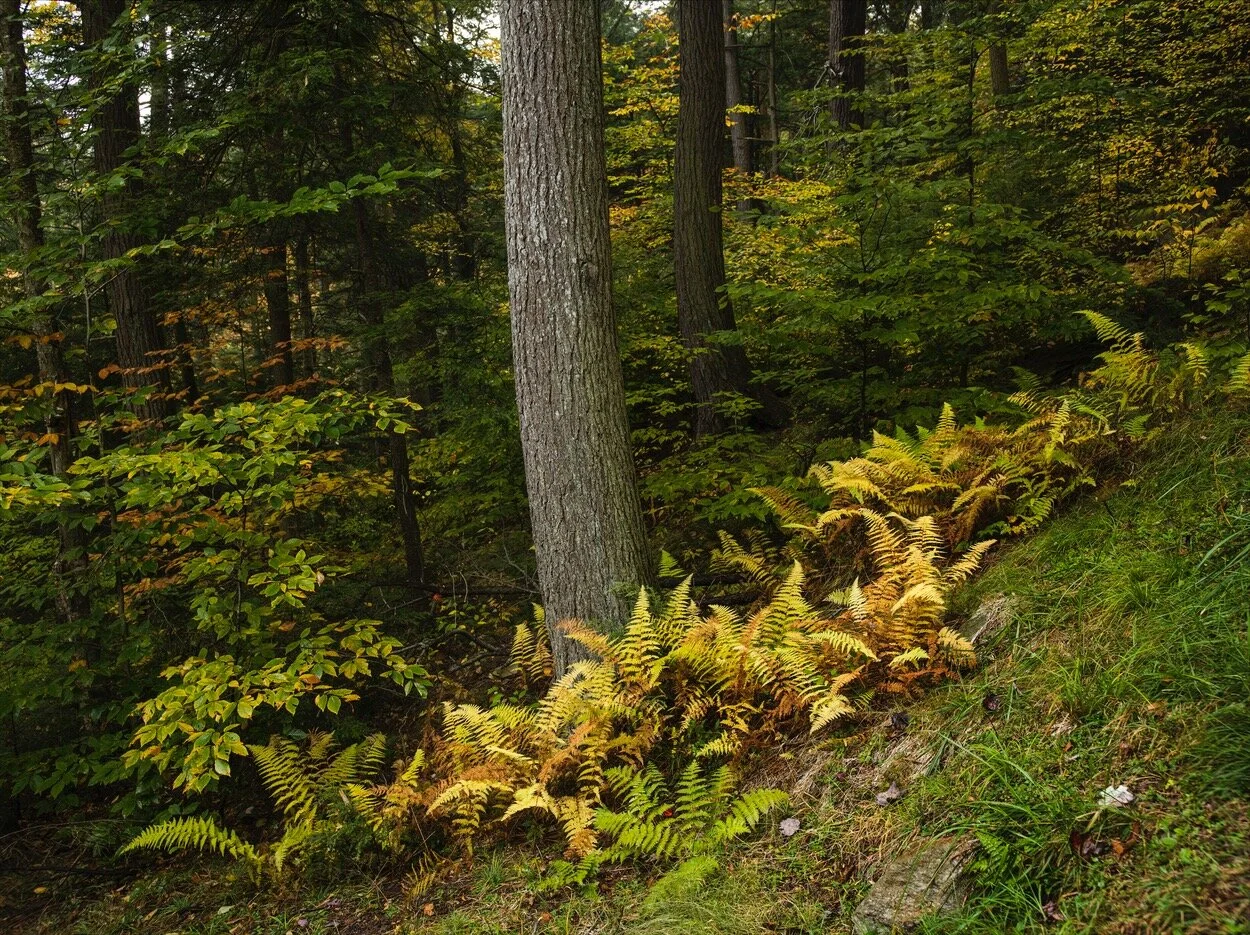 Eaglesmere 10-15_0086.jpg