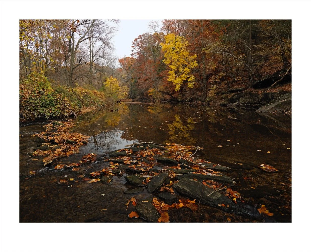 Pennypack 11-15_0173 3.jpg