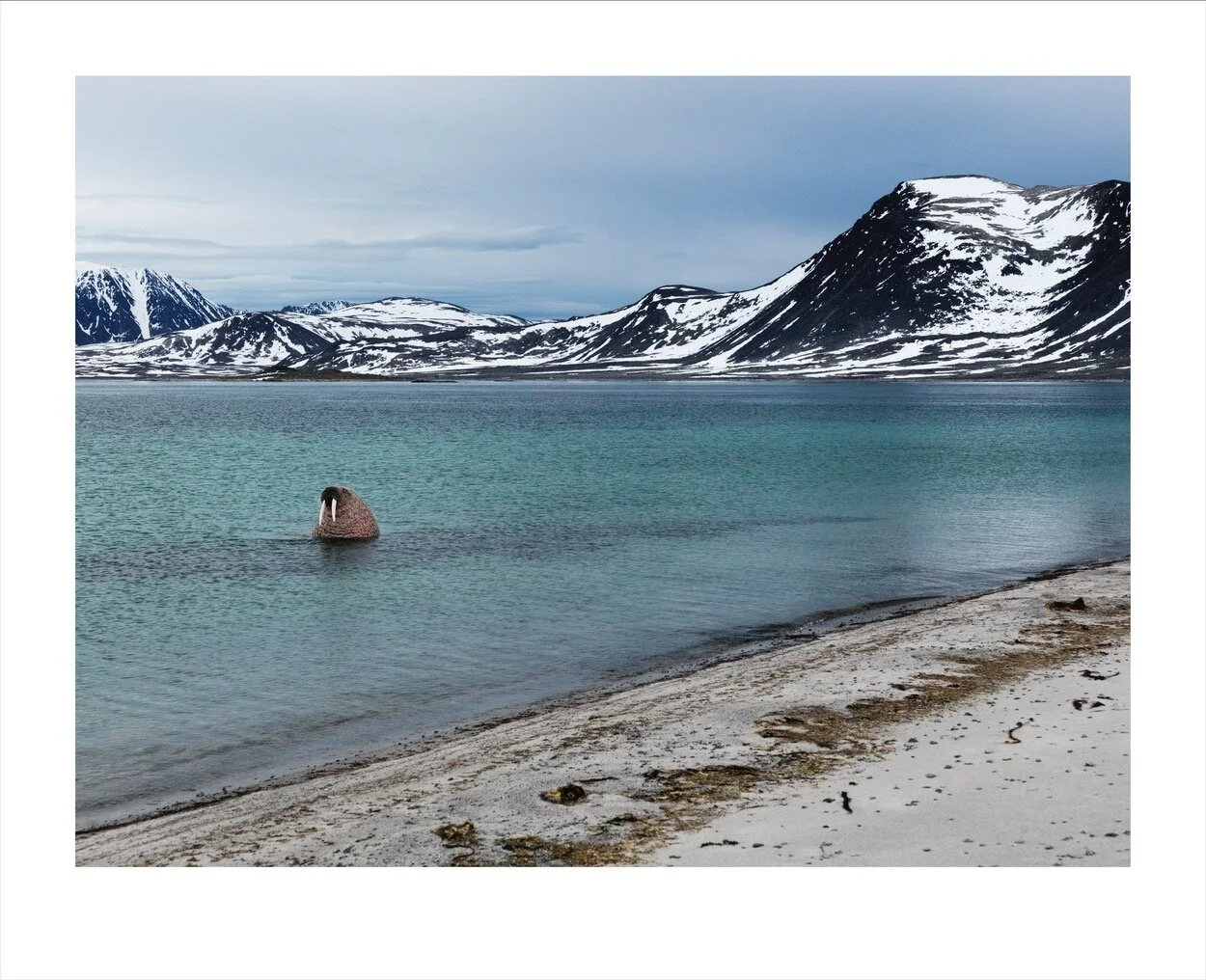 Svalbard (june-July 2013)_1578.jpg