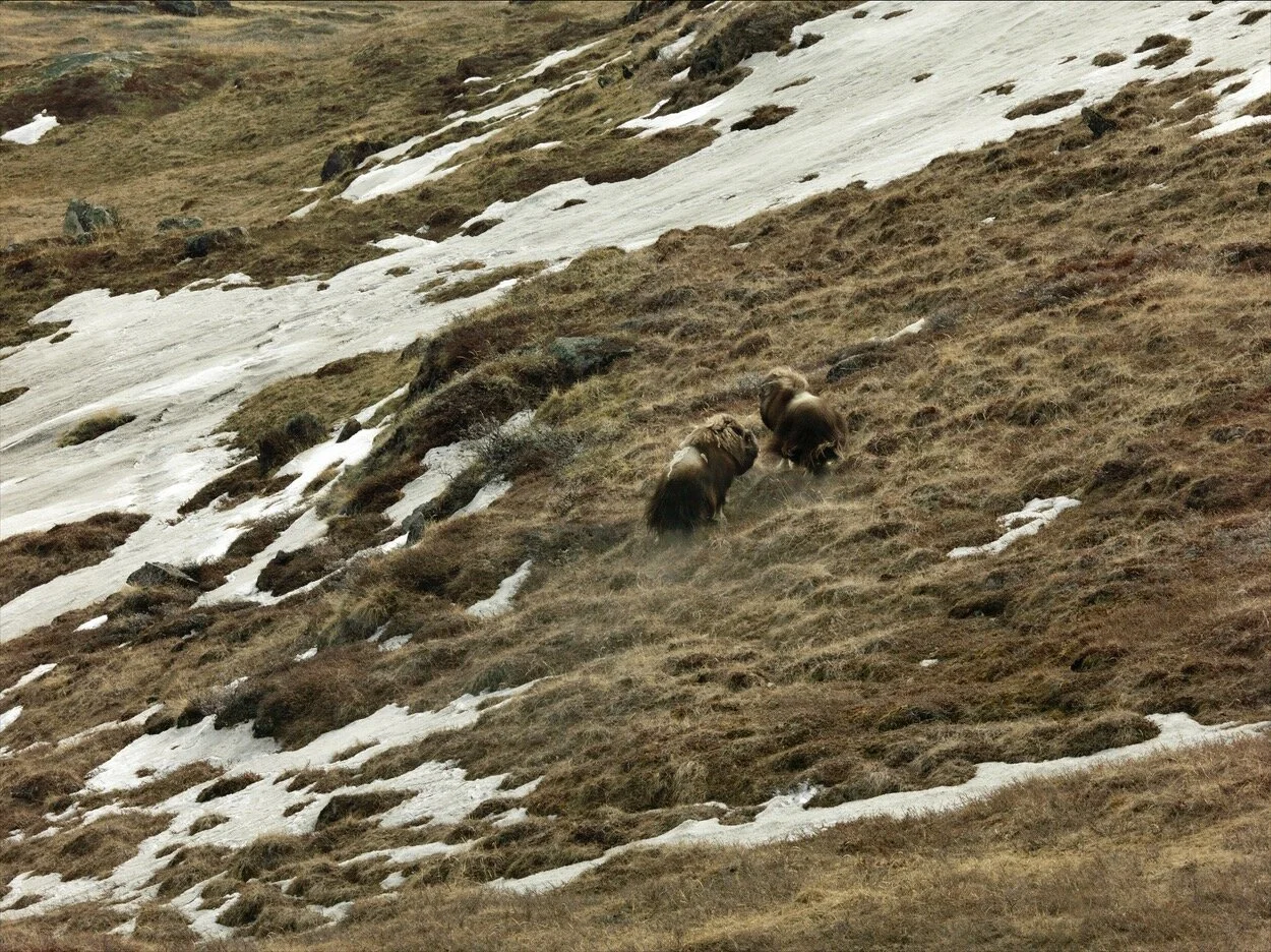 Greenland_0658v_0002.jpg