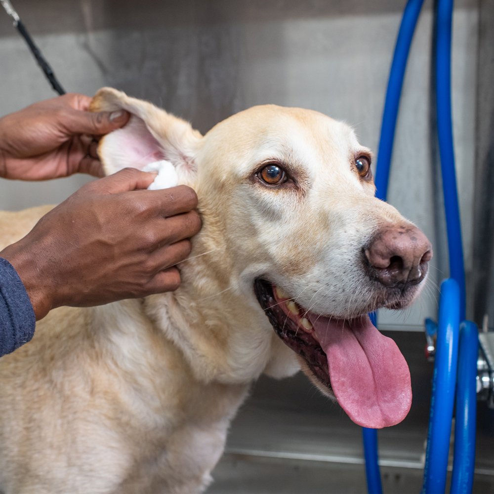 scenthound-lab.jpg