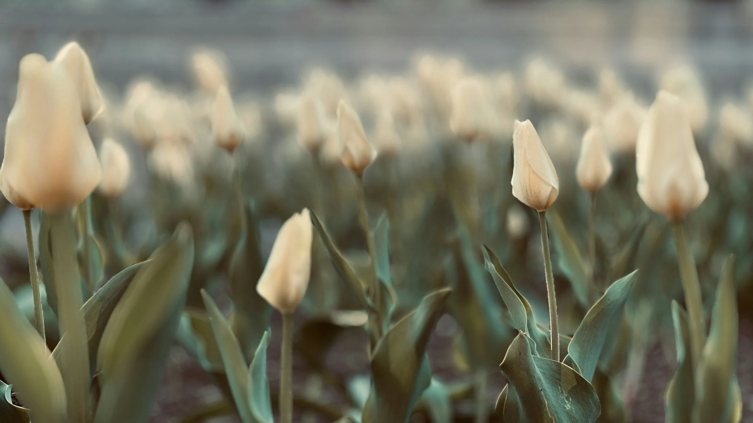 Los Angeles funeral services