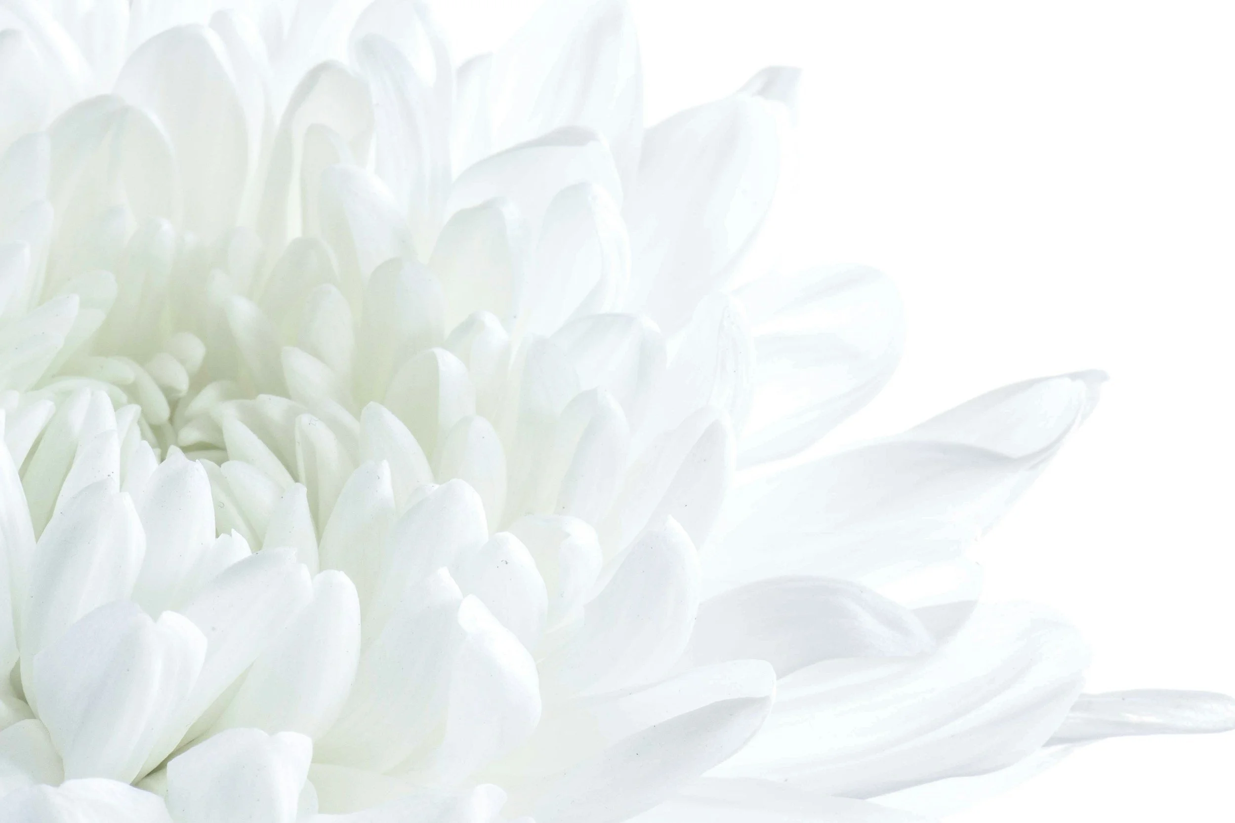Top 8 Affordable Cremation Services in Costa Mesa (2026 Cost Guide)