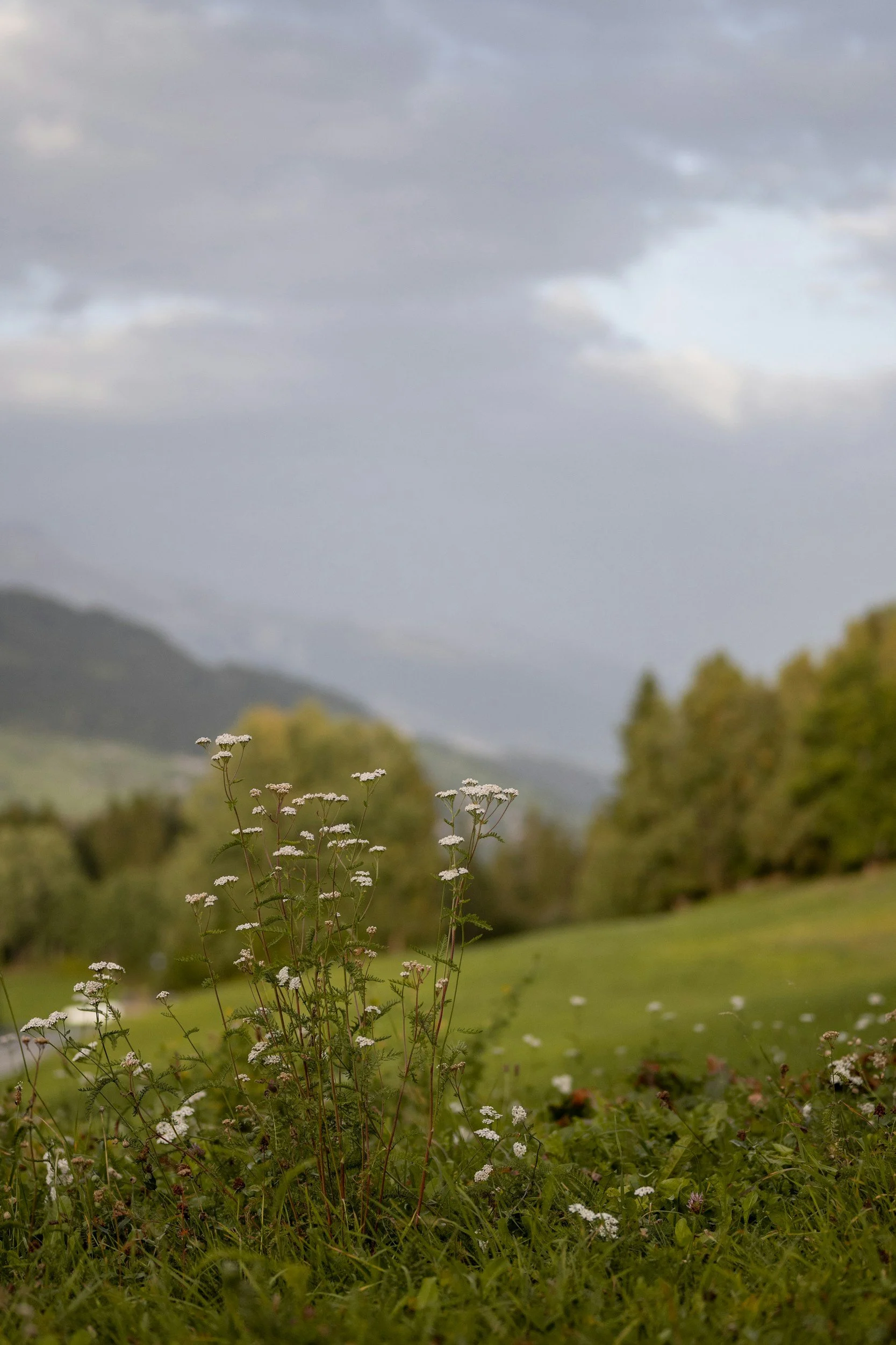 Top 6 Green Burial &amp; Eco-Friendly Funeral Options in Costa Mesa
