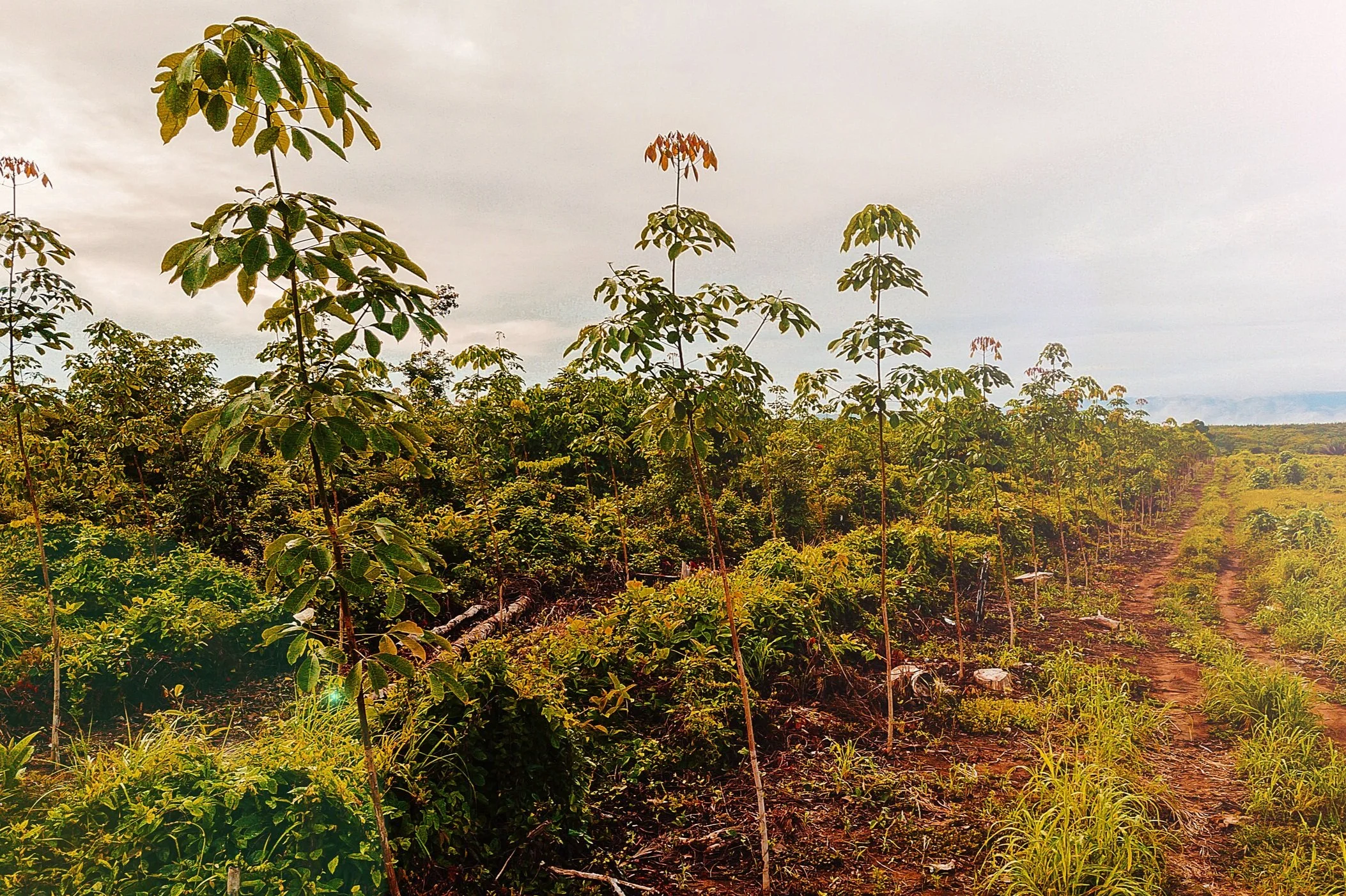 FINCA+4.jpg