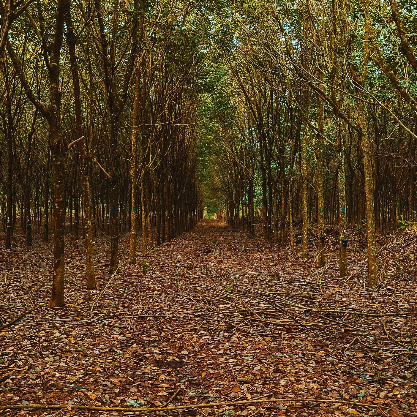 FINCA+9.jpg