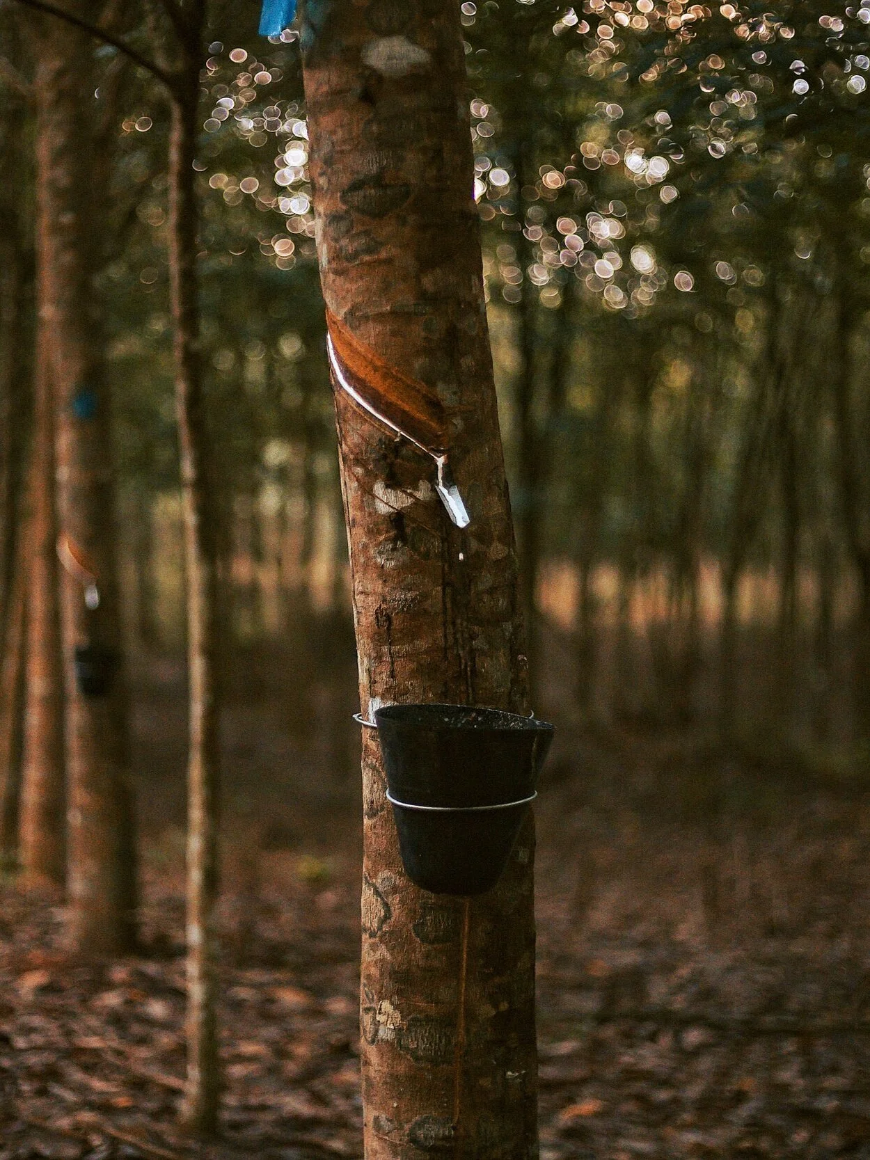 FINCA13.jpg