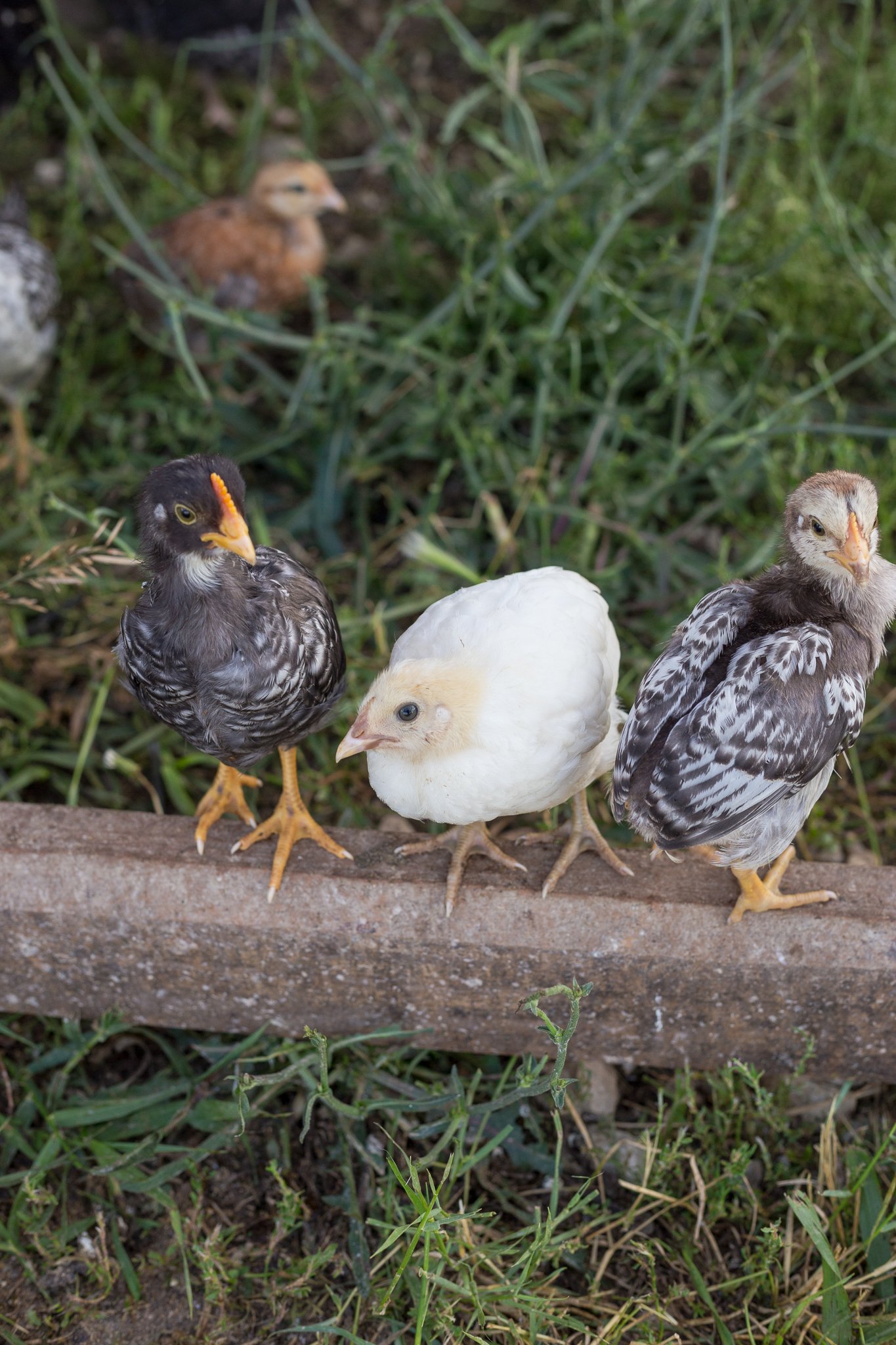 Chicks pasture-raised in grass for better health