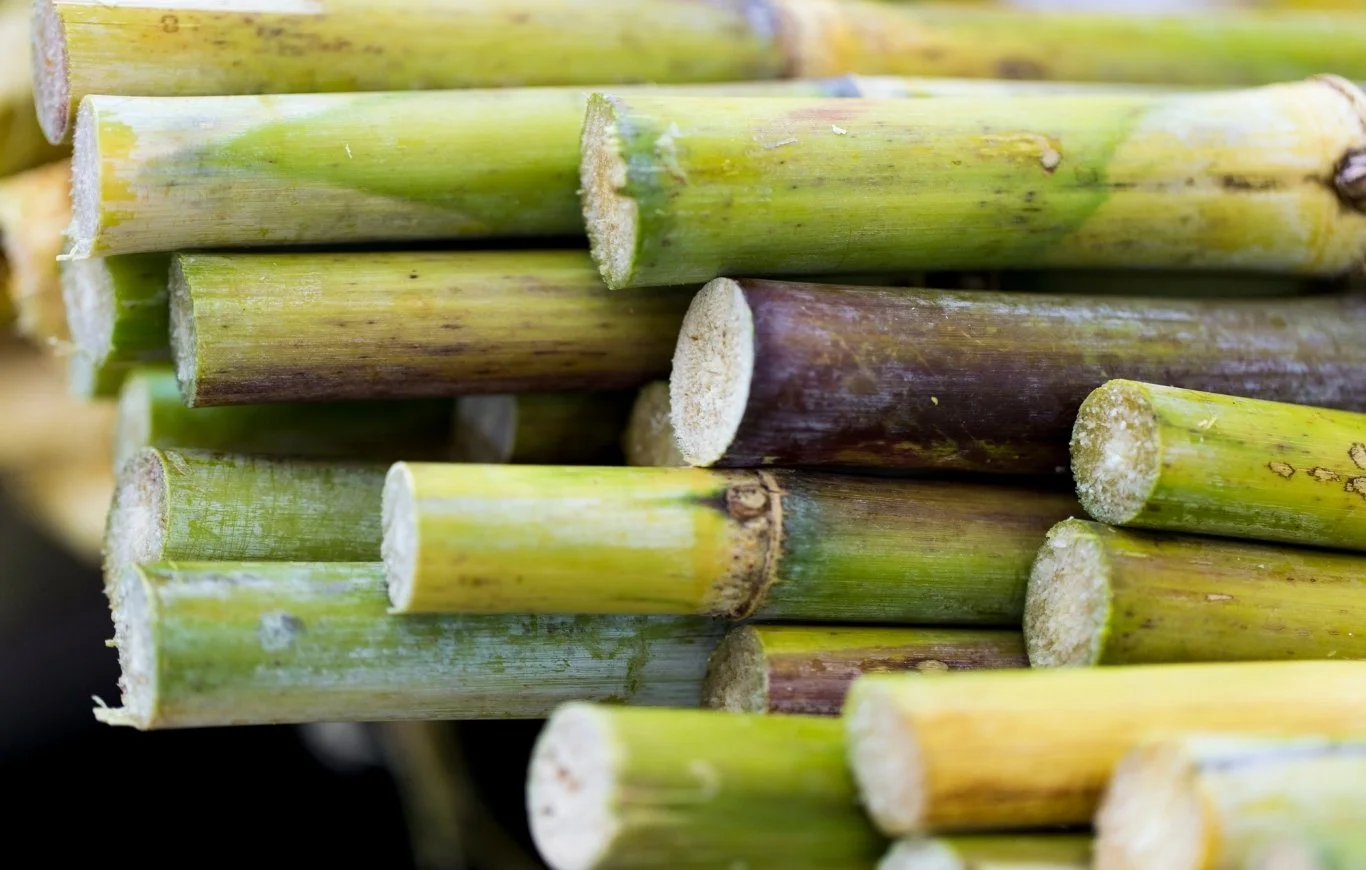 Sugarcane, a plant source of squalane used in our facial serums