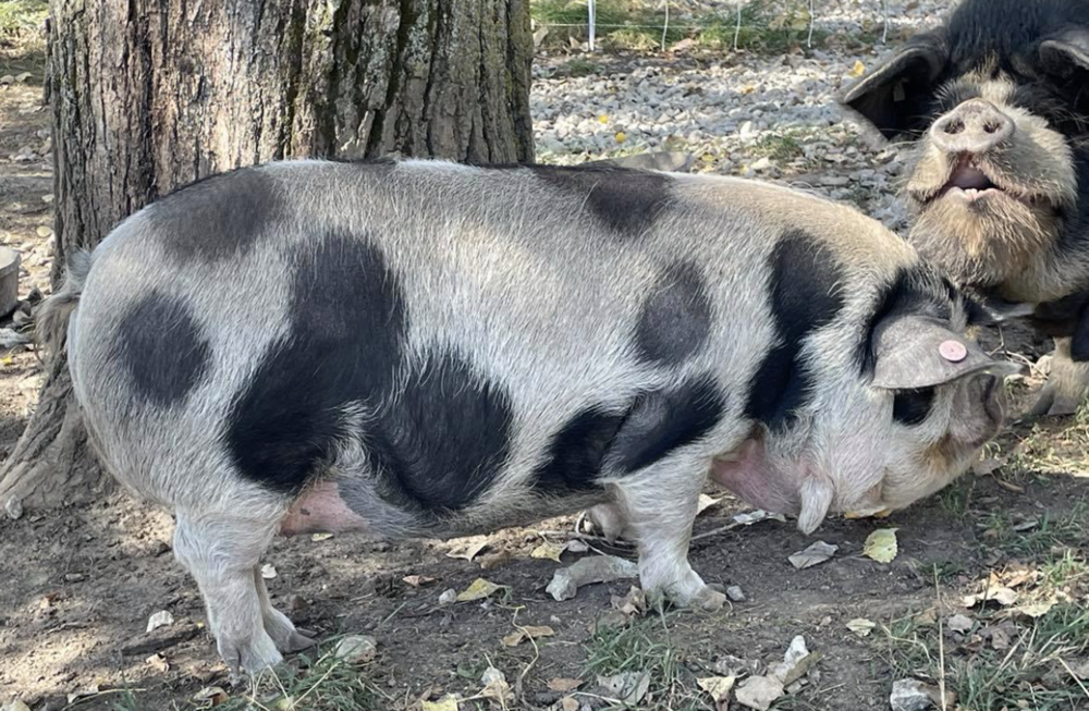 Building Elite Kunekune Genetics