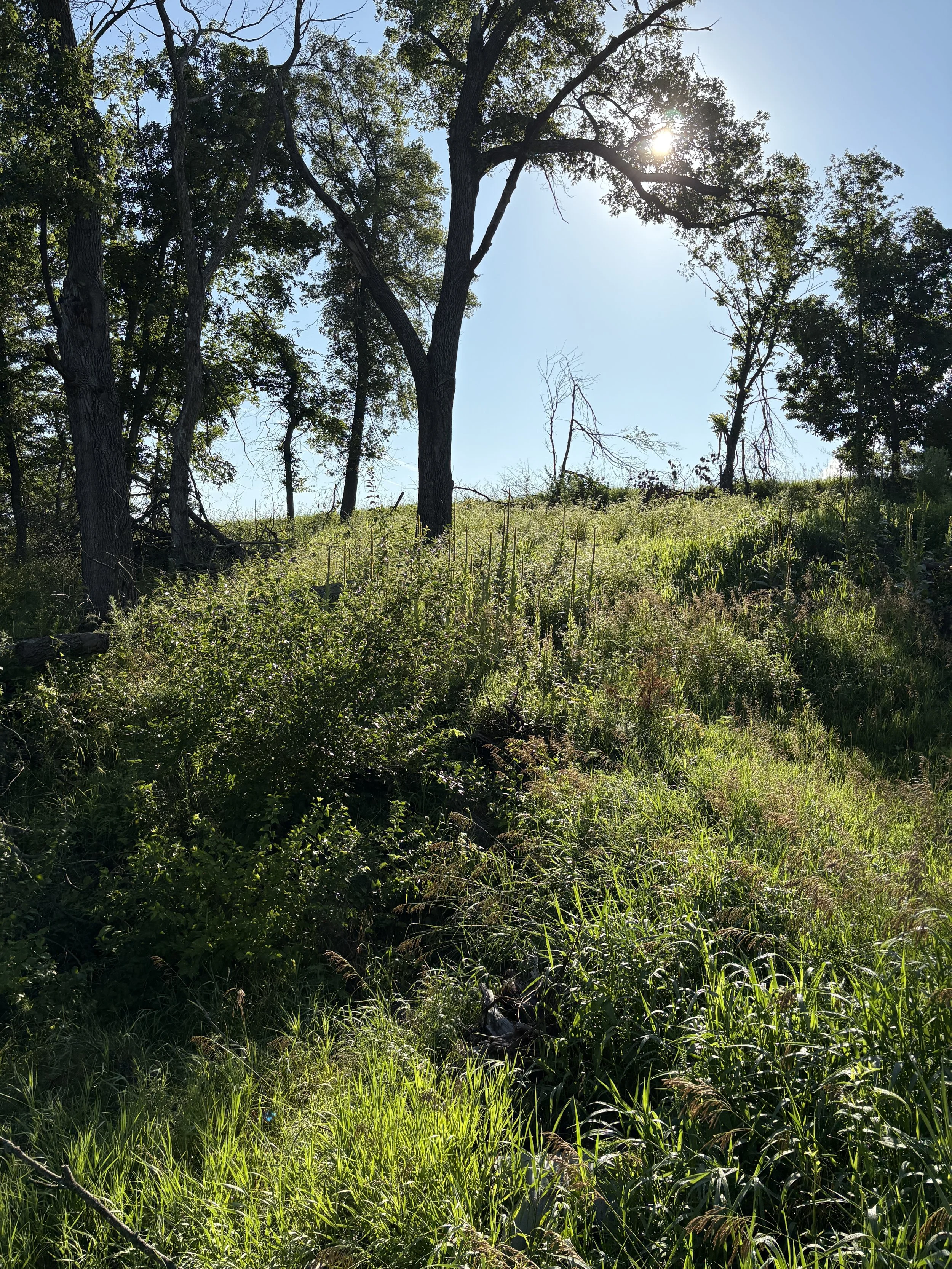 MeadowlarkMadeIowaMullein.JPG