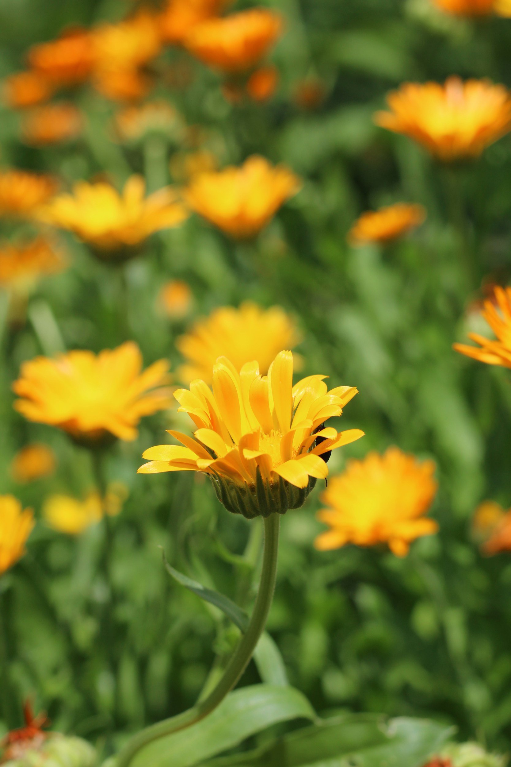 Close-up of a yellow calendula flower with a green stem, surrounded by similar flowers in a farm garden setting.