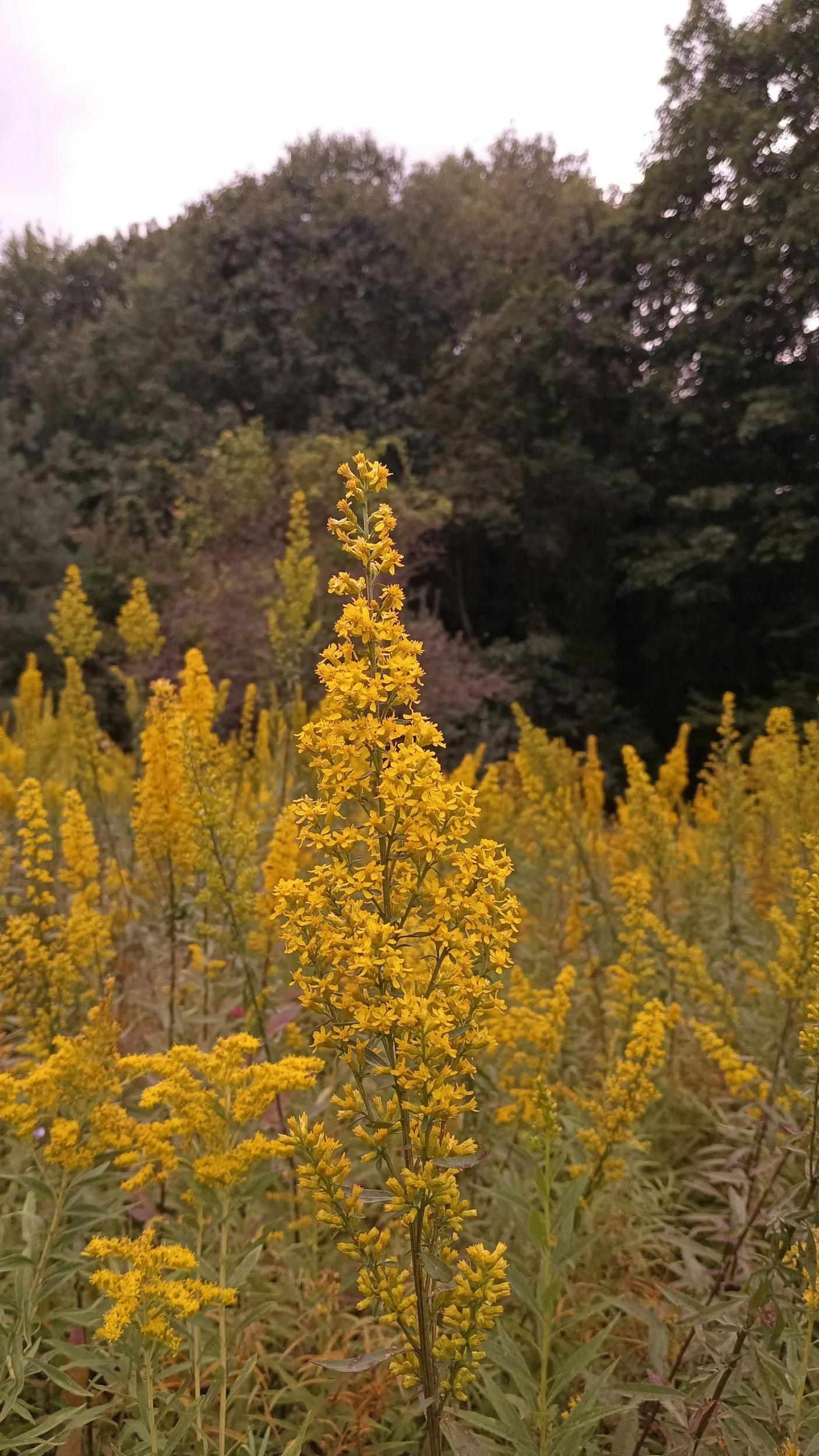 Prairie herbal infused care for sustainable, nourishing Midwest crafted skincare