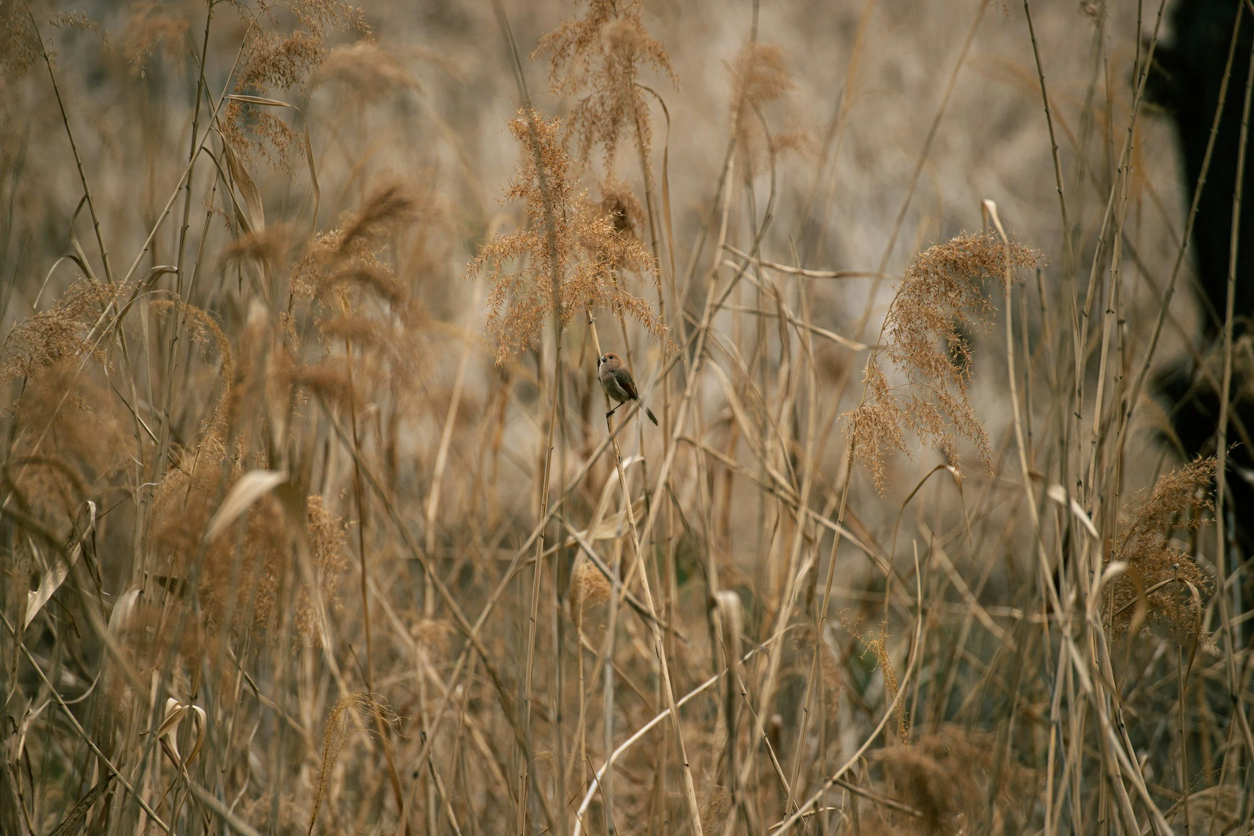 The Story Behind Meadowlark Made and how this native meadowlark prairie bird became the perfect representation of resilience, hope, and faith.