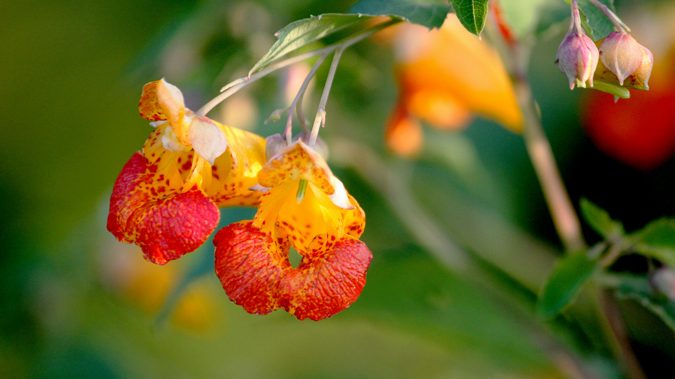 The Soothing Work of Jewelweed