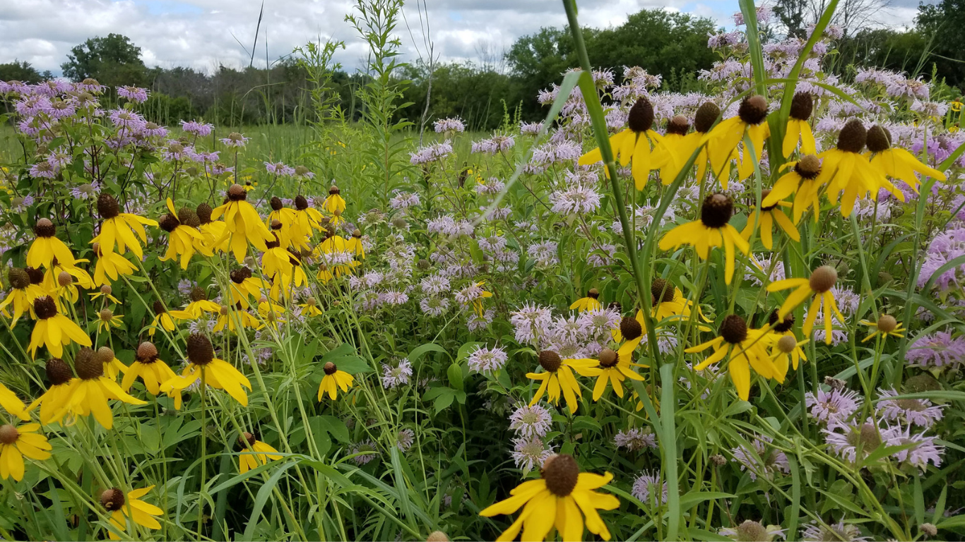 Native prairie plants in Iowa including black-eyed susan and wild bergamot