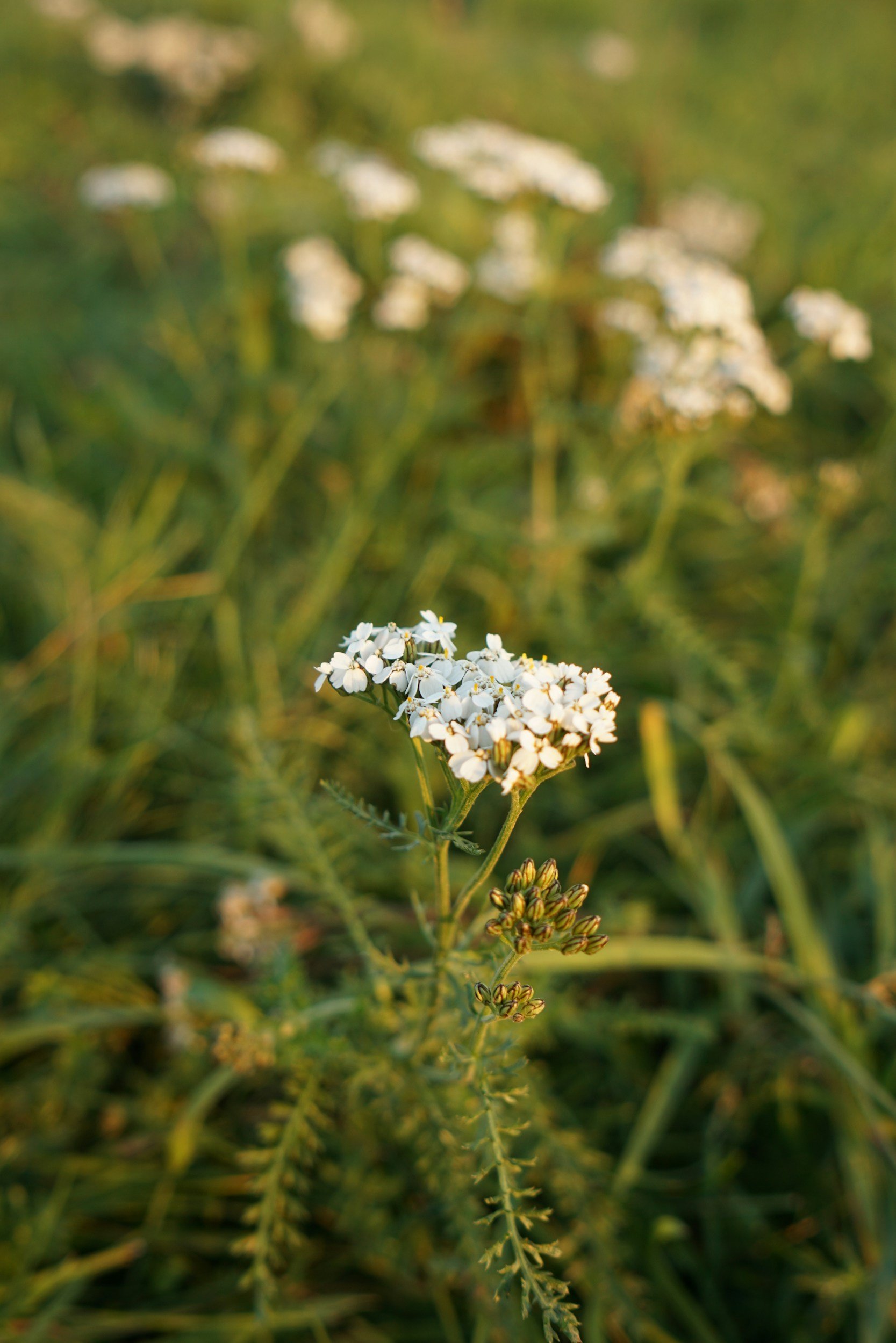 Wild native-growing yarrow in the Midwest at sunset