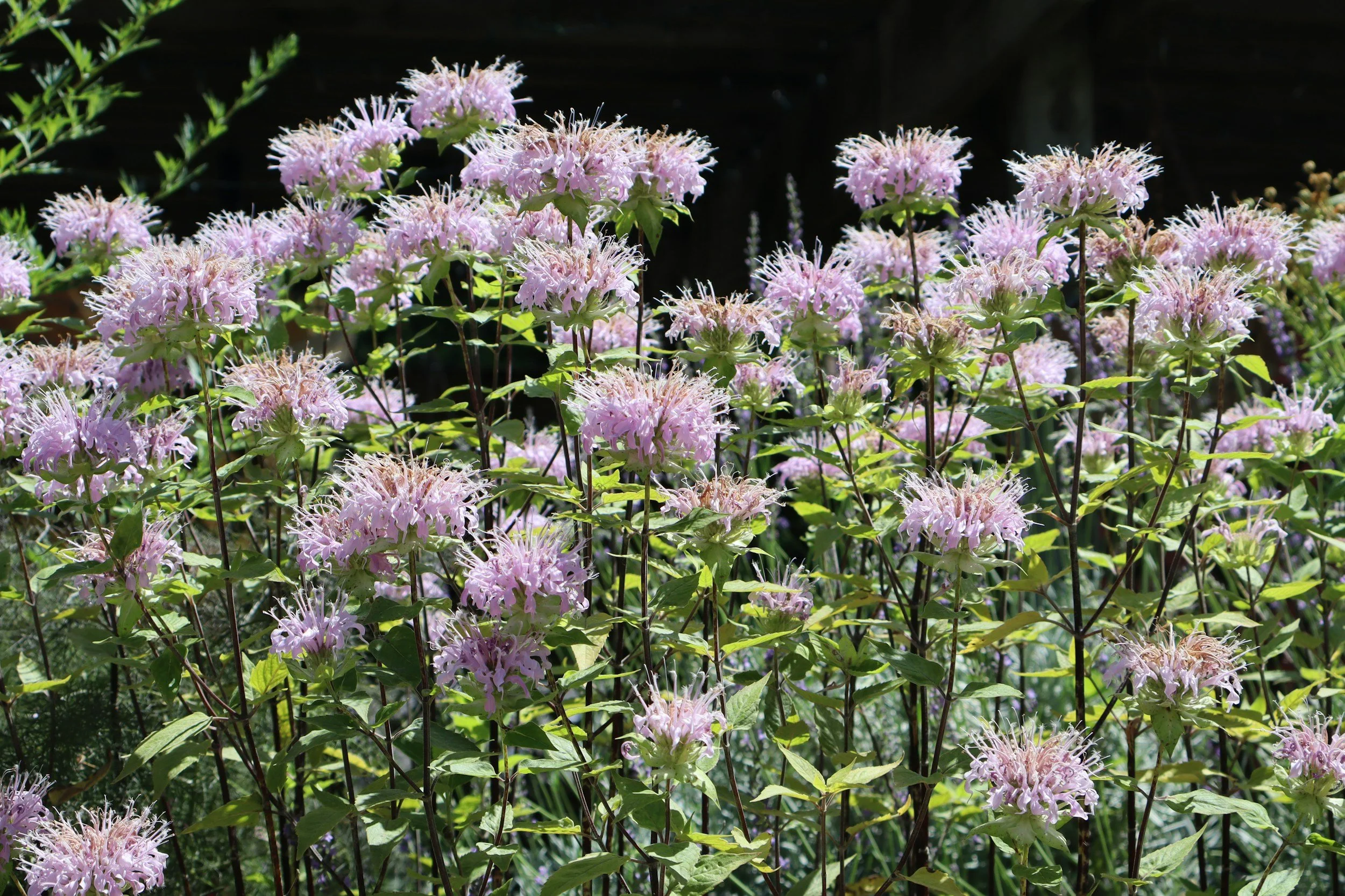 Bee balm (monarda) growing native in Iowa.