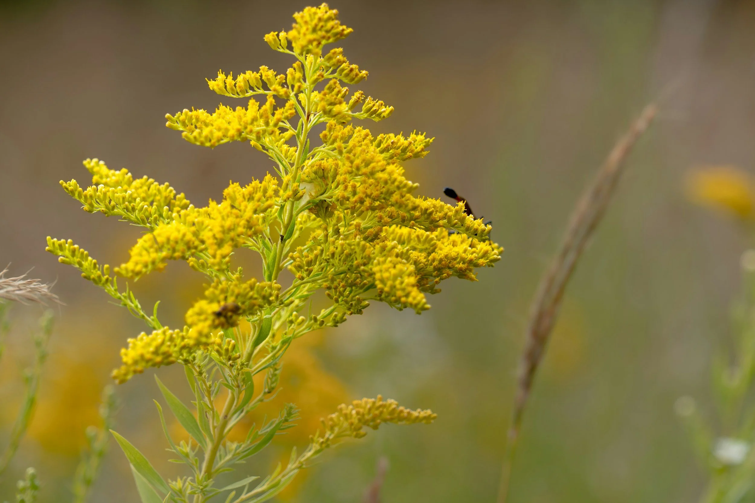 Goldenrod: More Than a Pretty Yellow Flower
