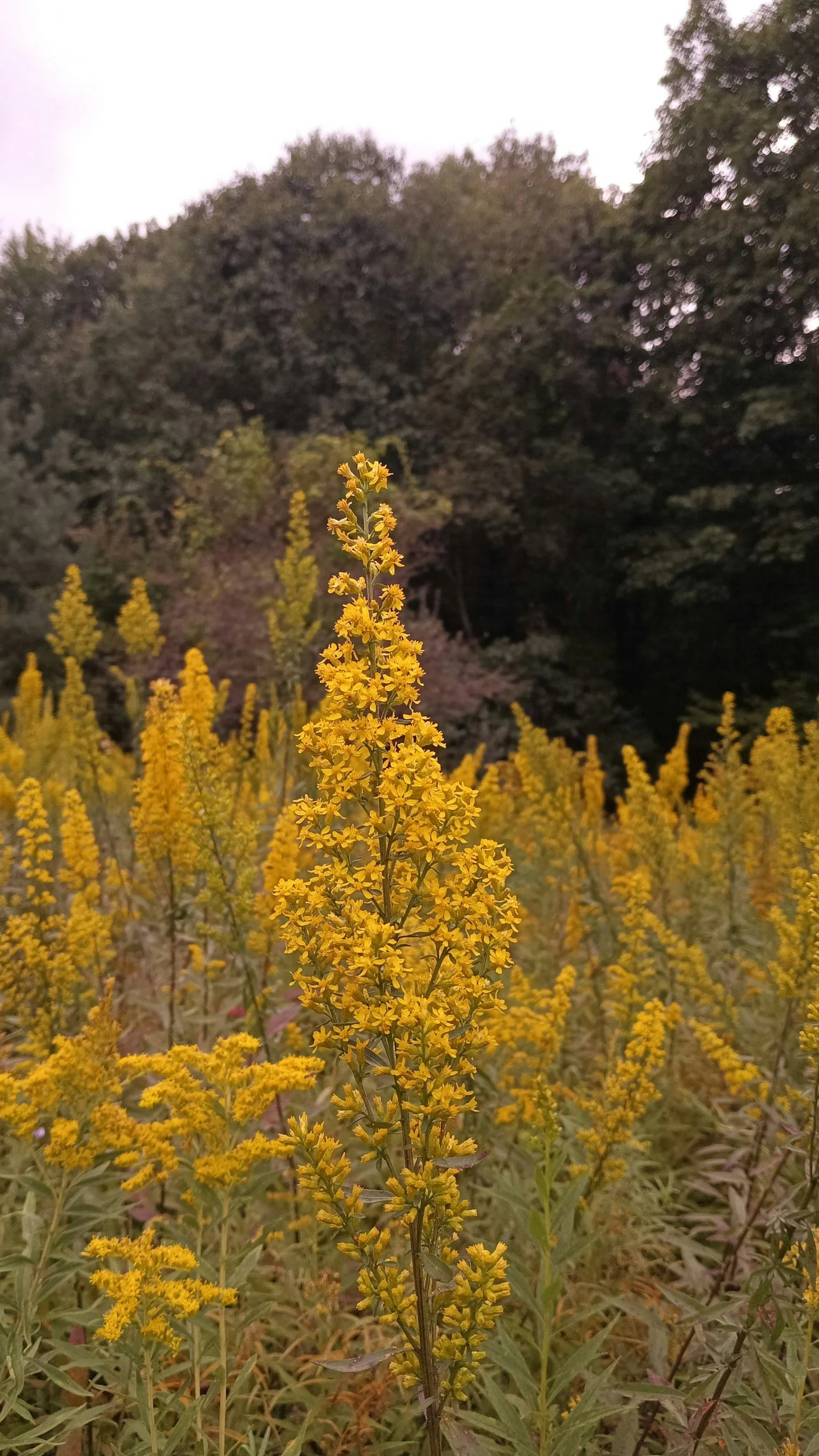 Wild growing goldenrod with bright yellow blooms and trees in the background.