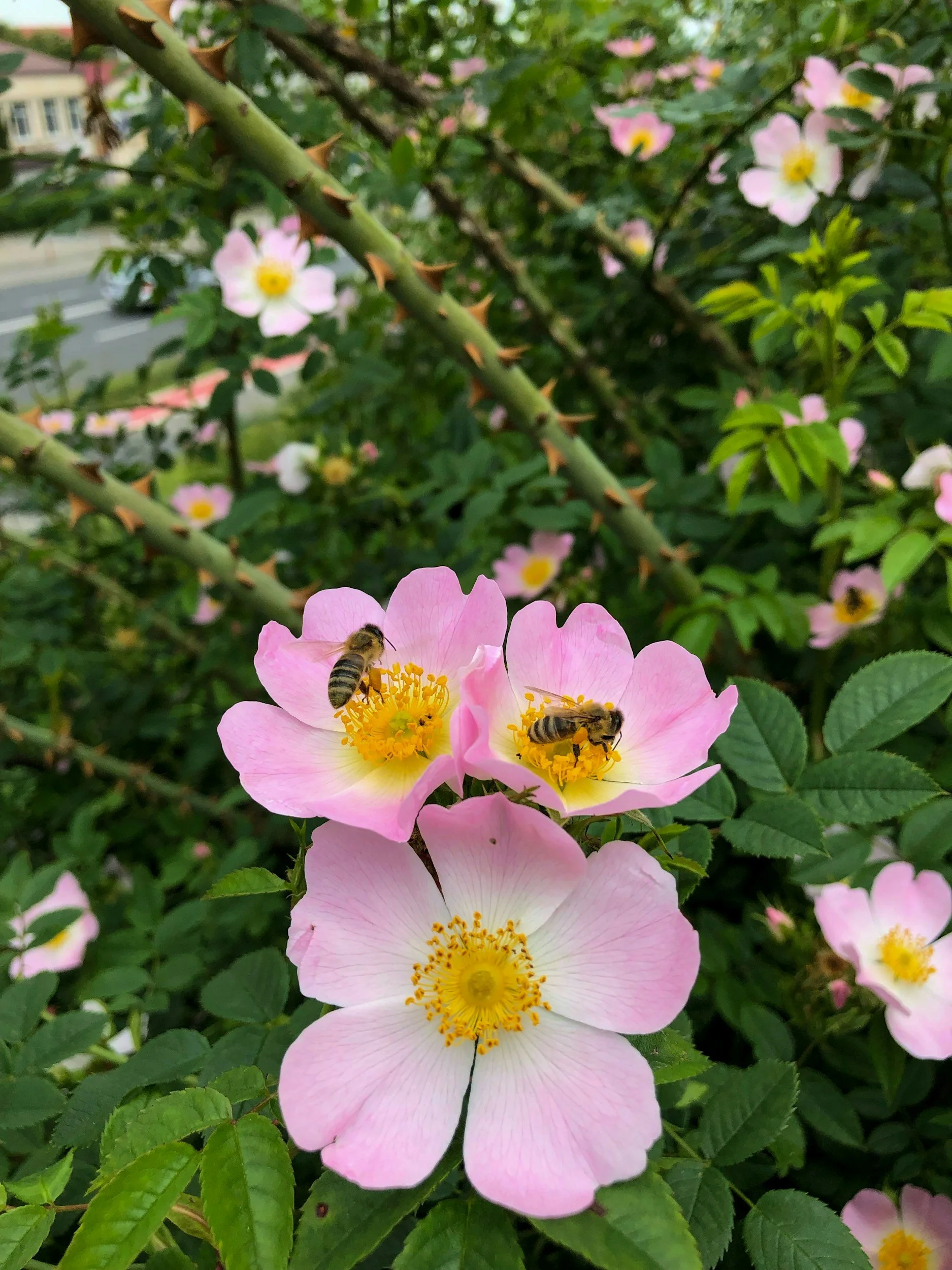 Honeybees on wild prairie roses