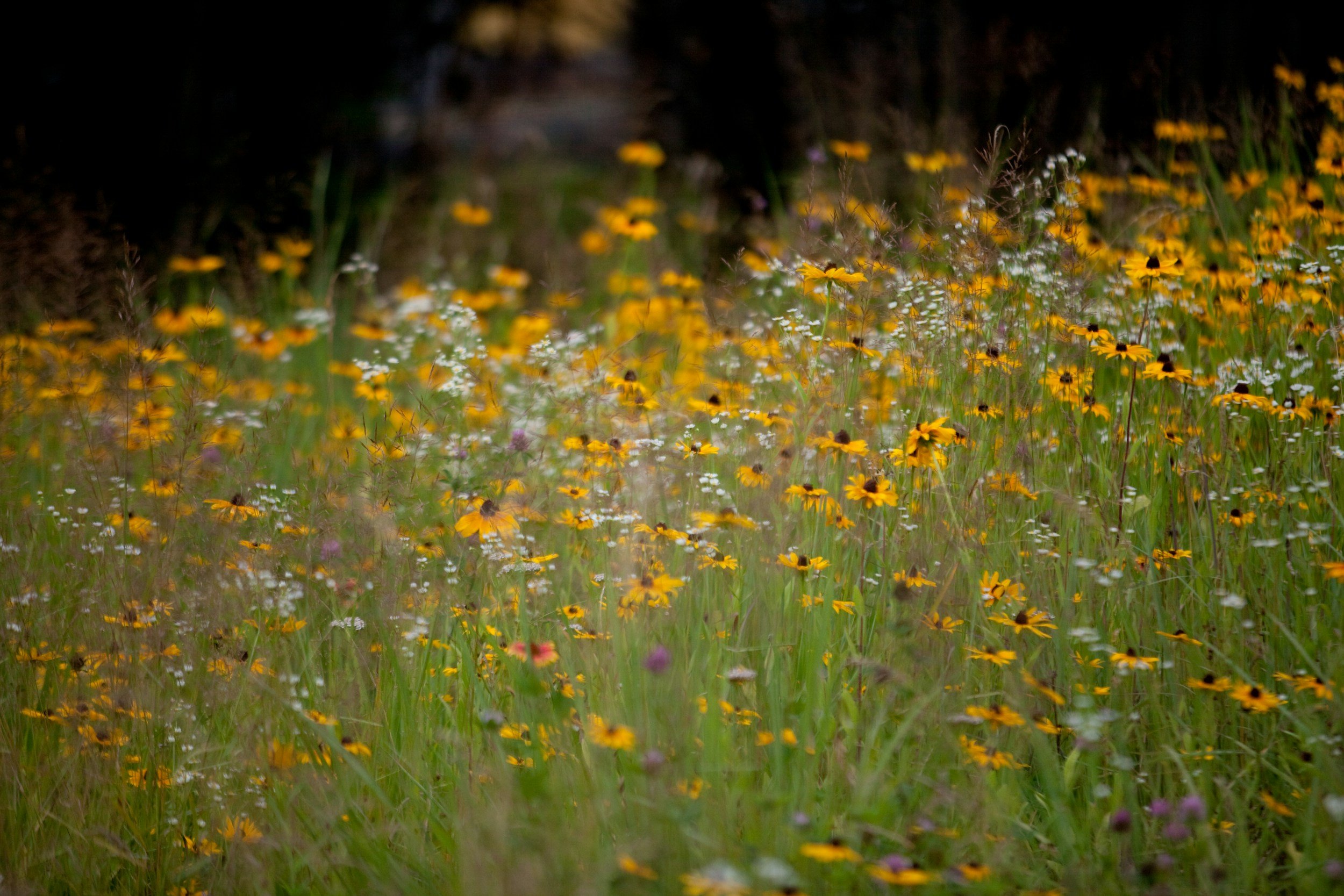 Beautiful wildflowers blooming on the Iowa prairie in summer
