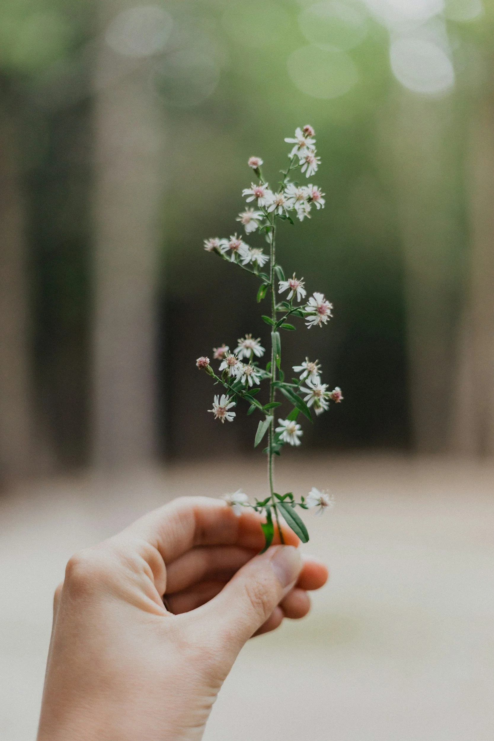 Foraging prairie herbs from clean land for Meadowlark Made herbal skincare