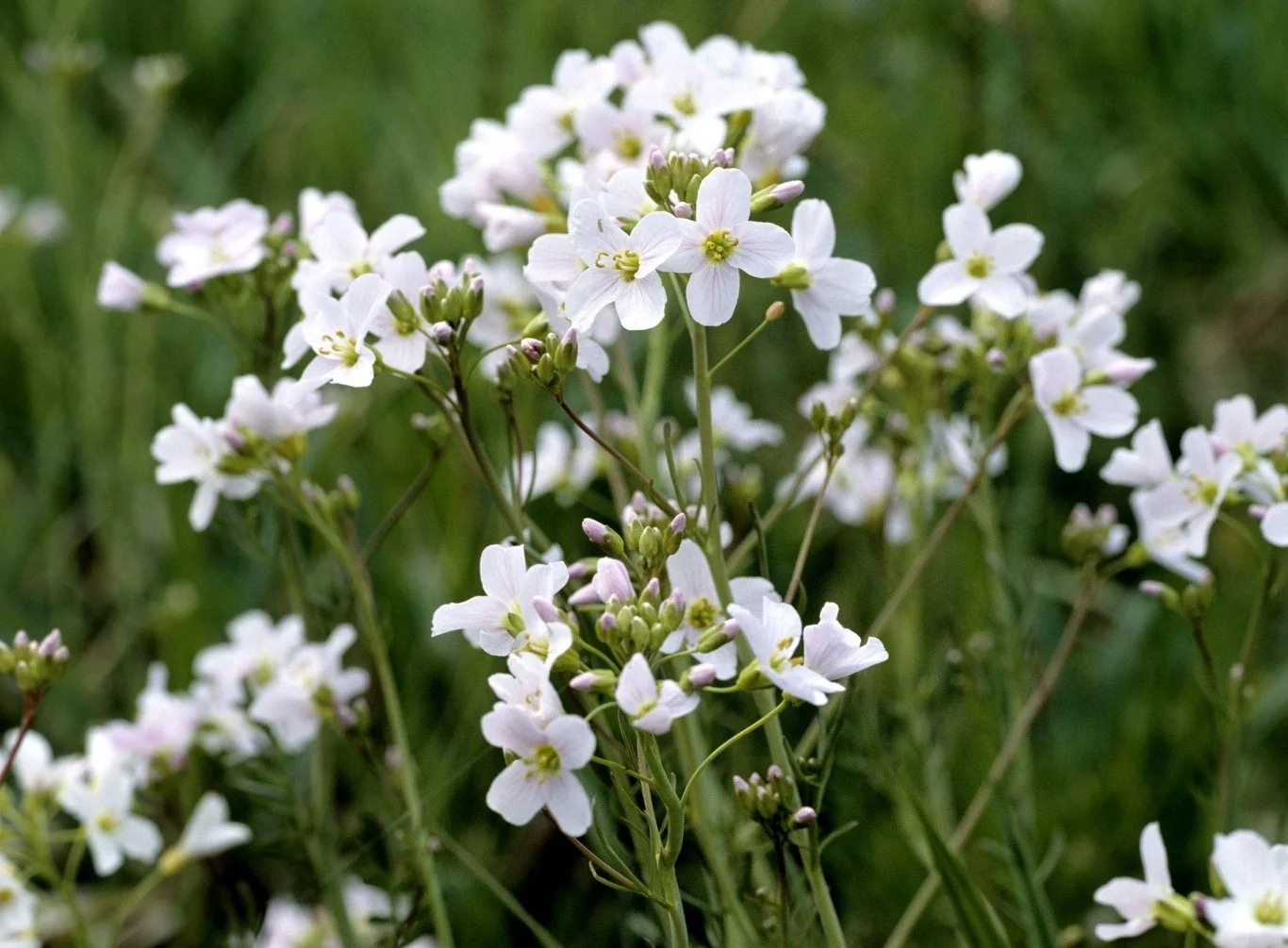White meadowfoam flowers, the source of meadowfoam seed oil