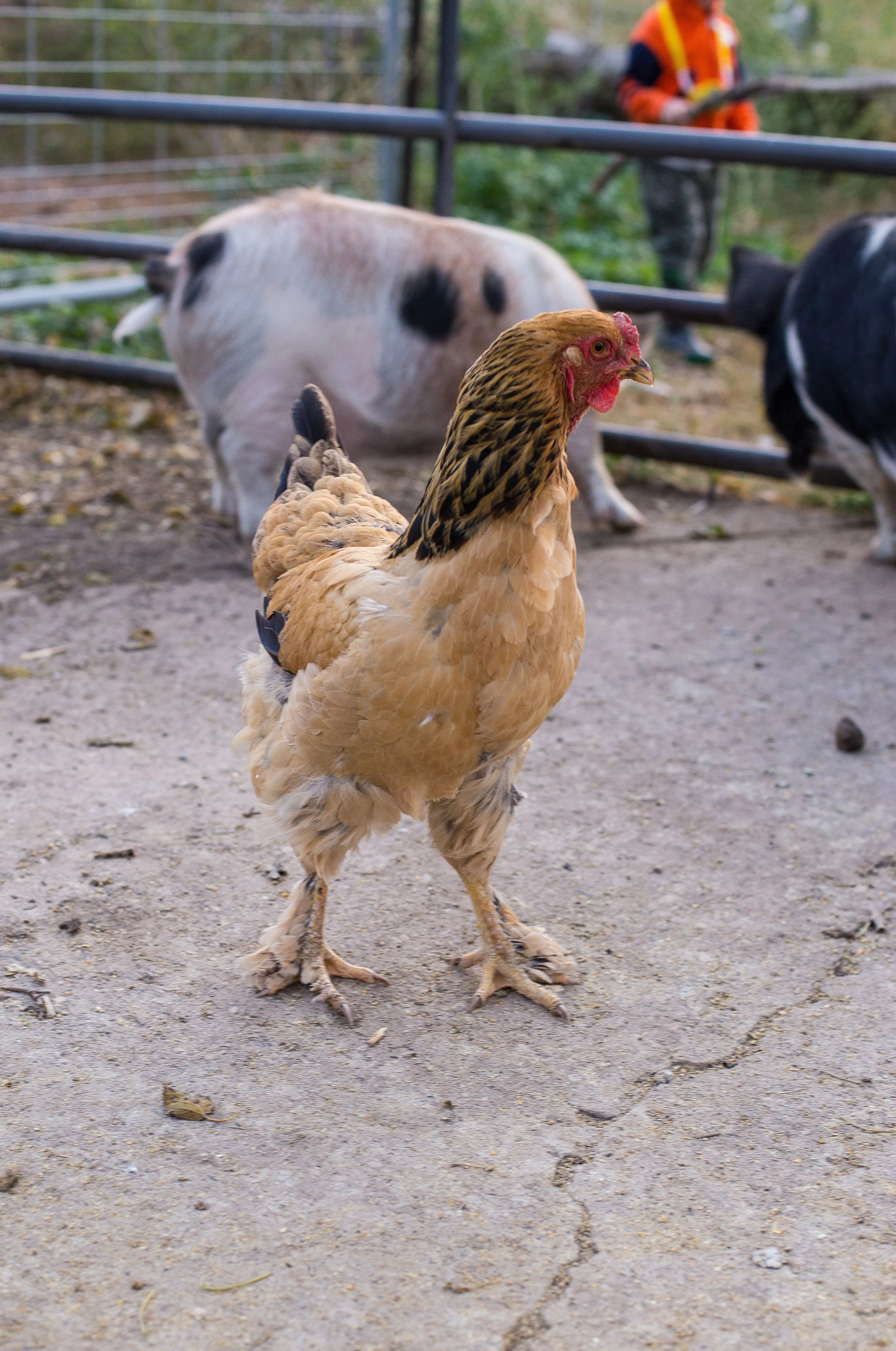 Free-range chicken with kunekune pigs in the background at local Iowa farm