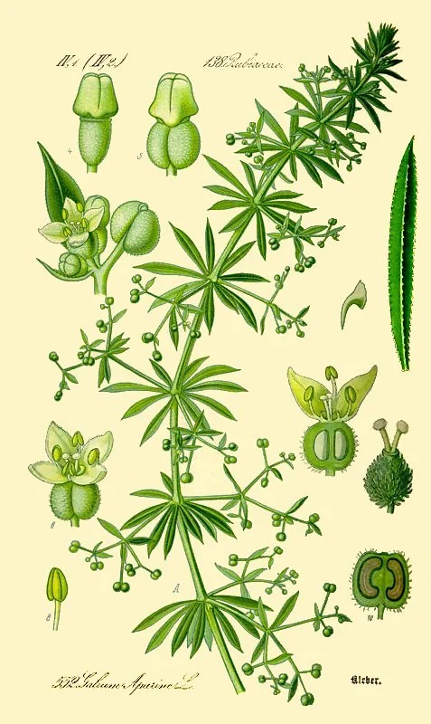 Herbalists have long turned to cleavers to support lymphatic movement, healthy circulation, and clear skin.