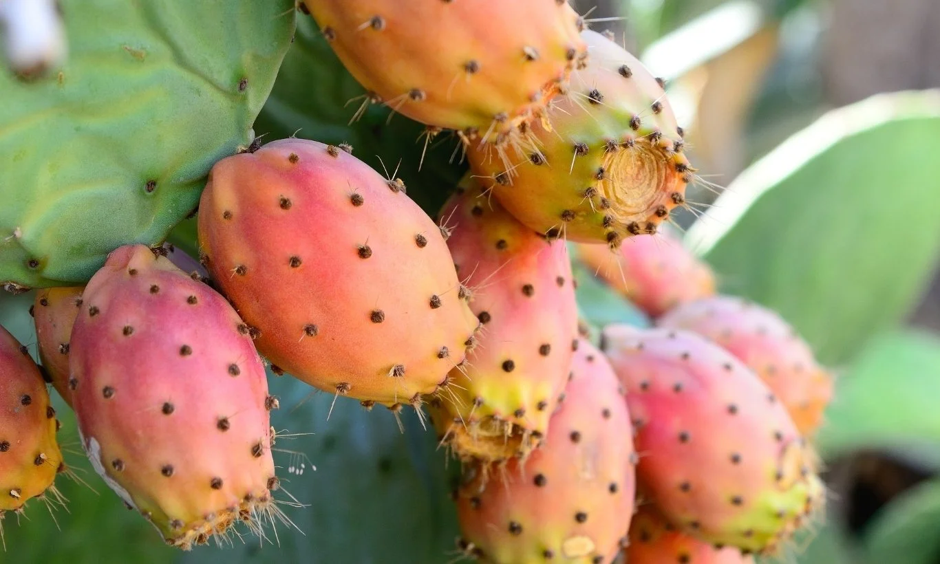 Prickly pear cactus fruit, the source of prickly pear seed oil