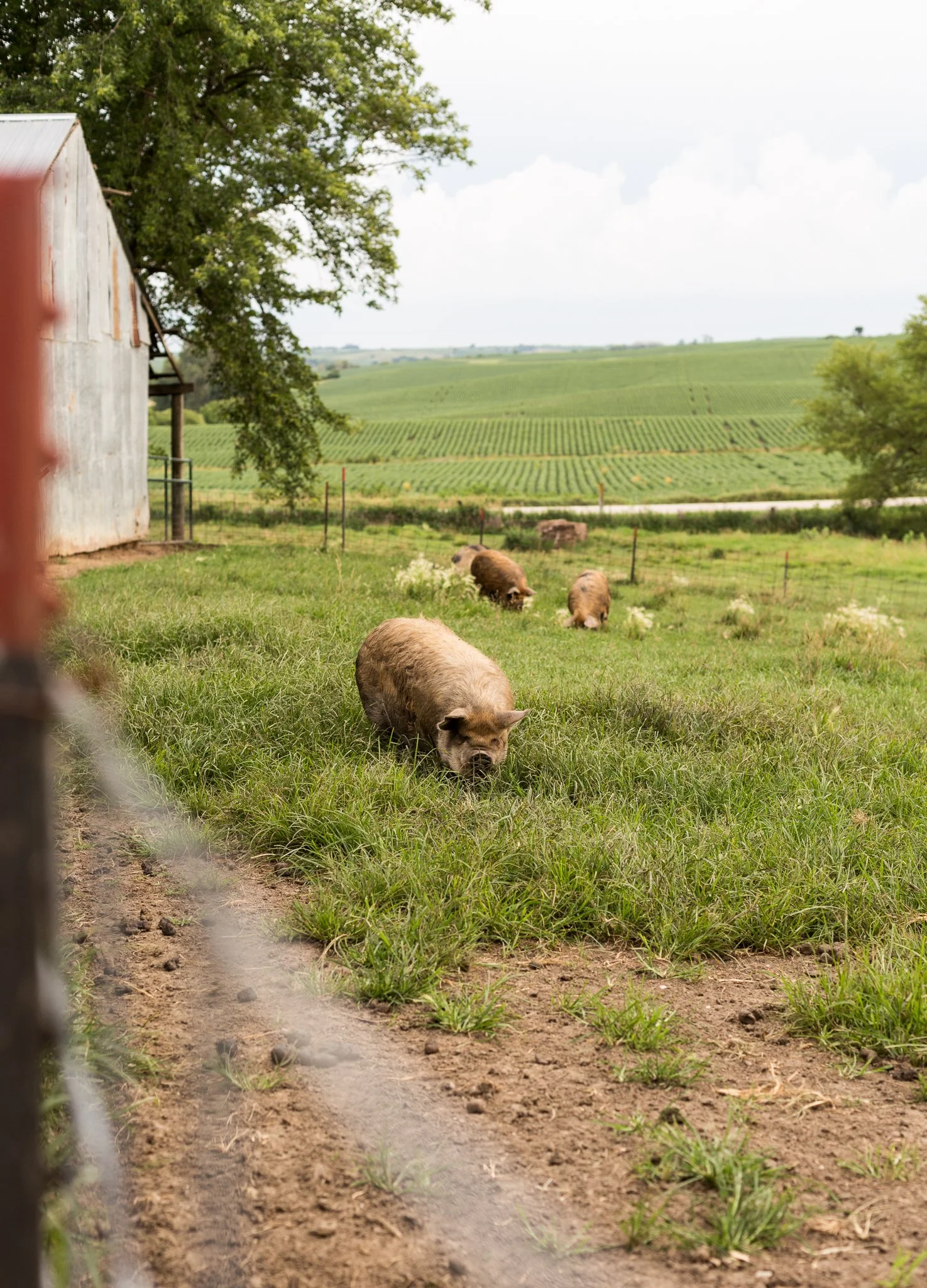 Pasture-Raised Heritage Breed Kunekune pigs on open pasture at Meadowlark Farm in Iowa
