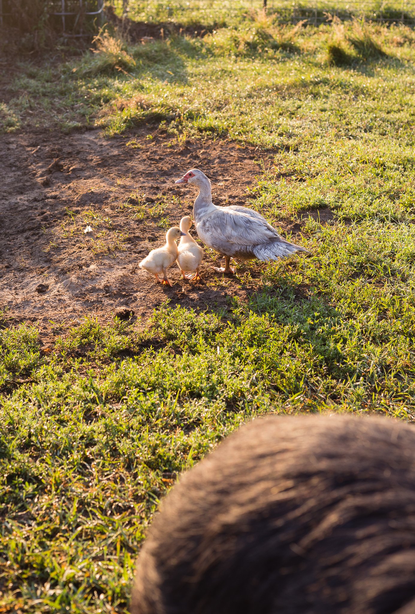 Muscovy mom duck and ducklings in morning light in the grass